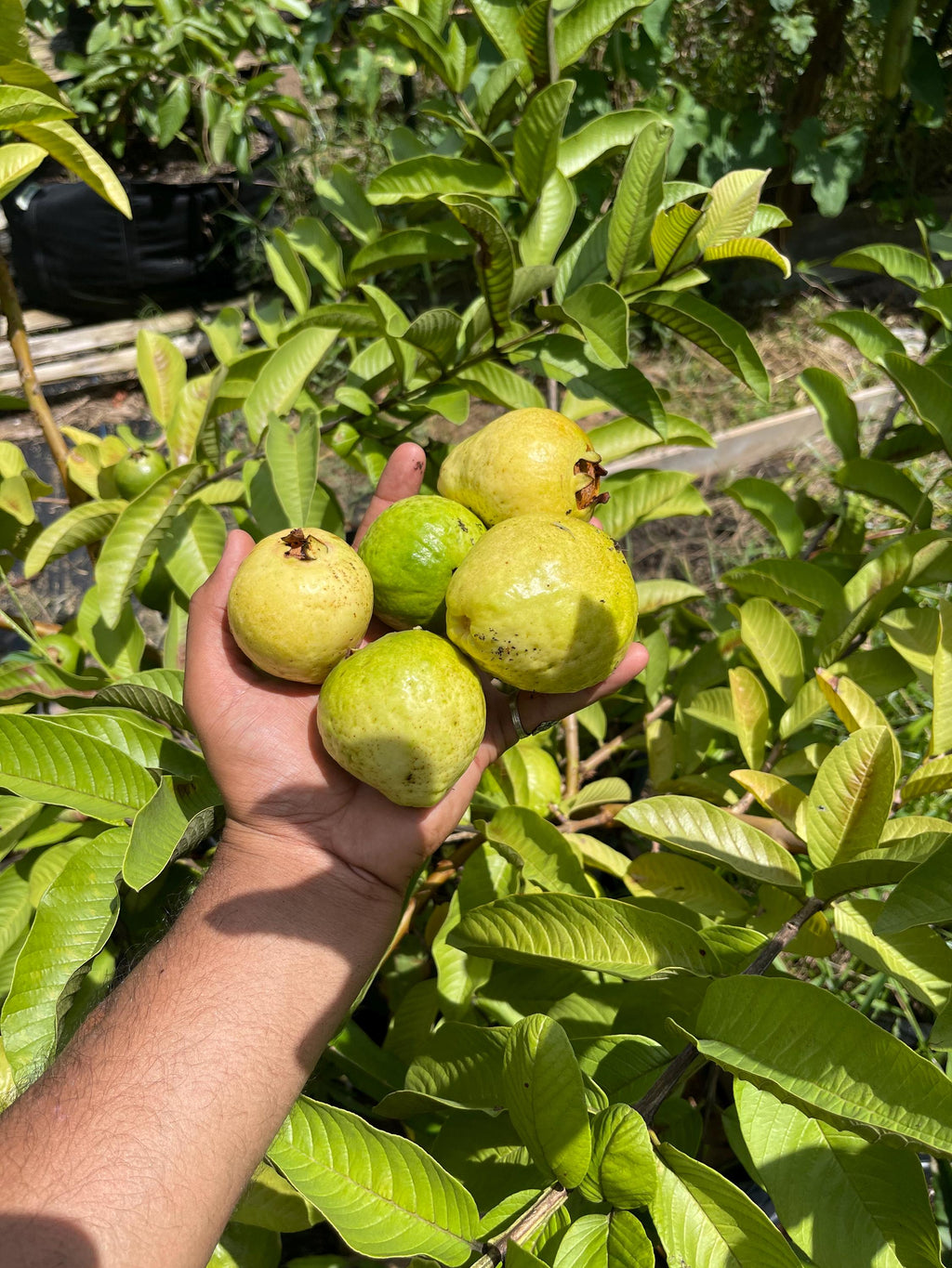 Barbie Pink Guava - Psidium guajava
