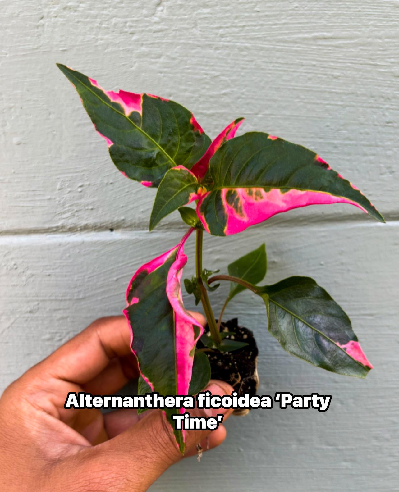 Alternanthera Party Time Plant – Pink Variegated Ornamental Houseplant
