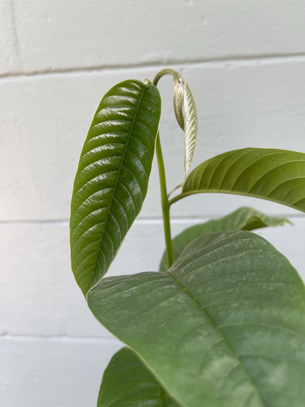 Live Rollinia Fruit Tree (Rollinia deliciosa) – Rare Tropical Plant, Biriba