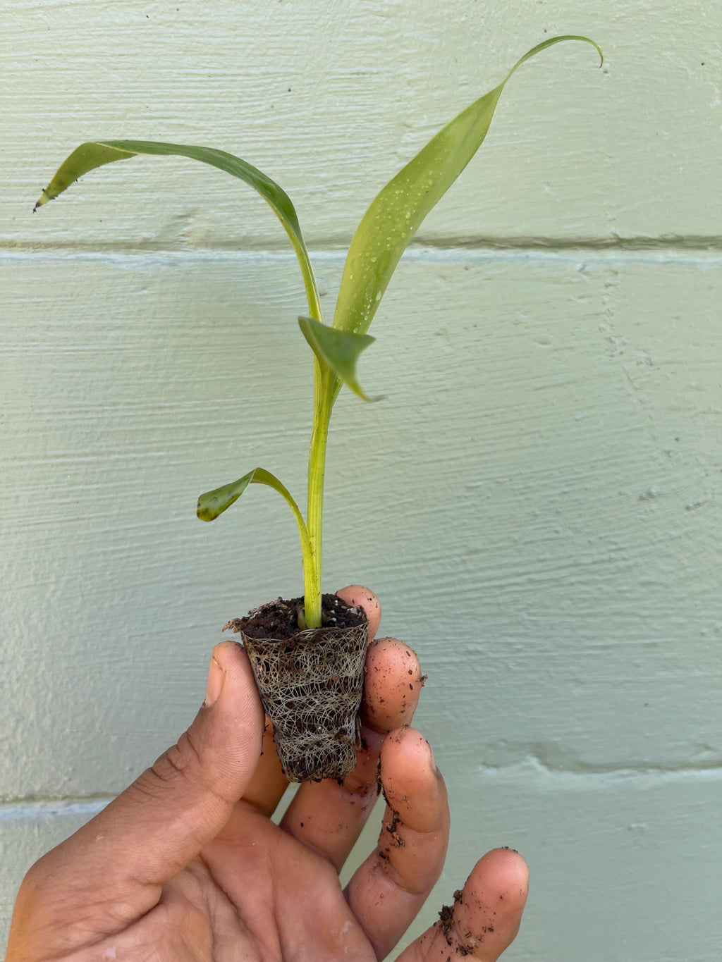 Musa Basjoo Banana Tree – Cold Hardy Tropical Plant, Fast Growing Ornamental Foliage