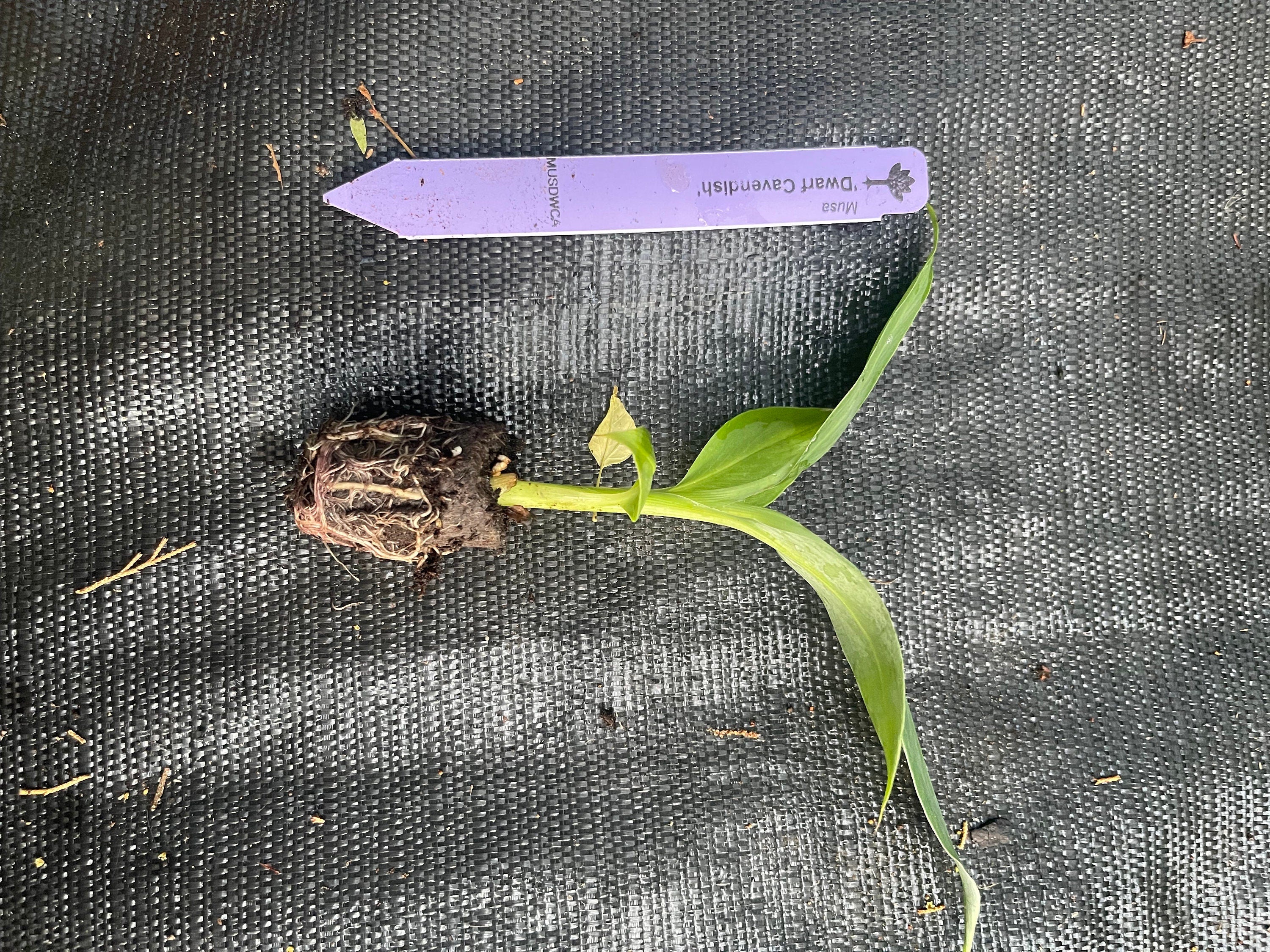 Banana (dwarf cavendish) plants