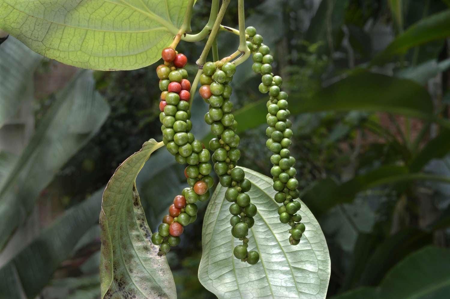 Black Pepper Plant (Piper nigrum) – Grow Your Own Spice!