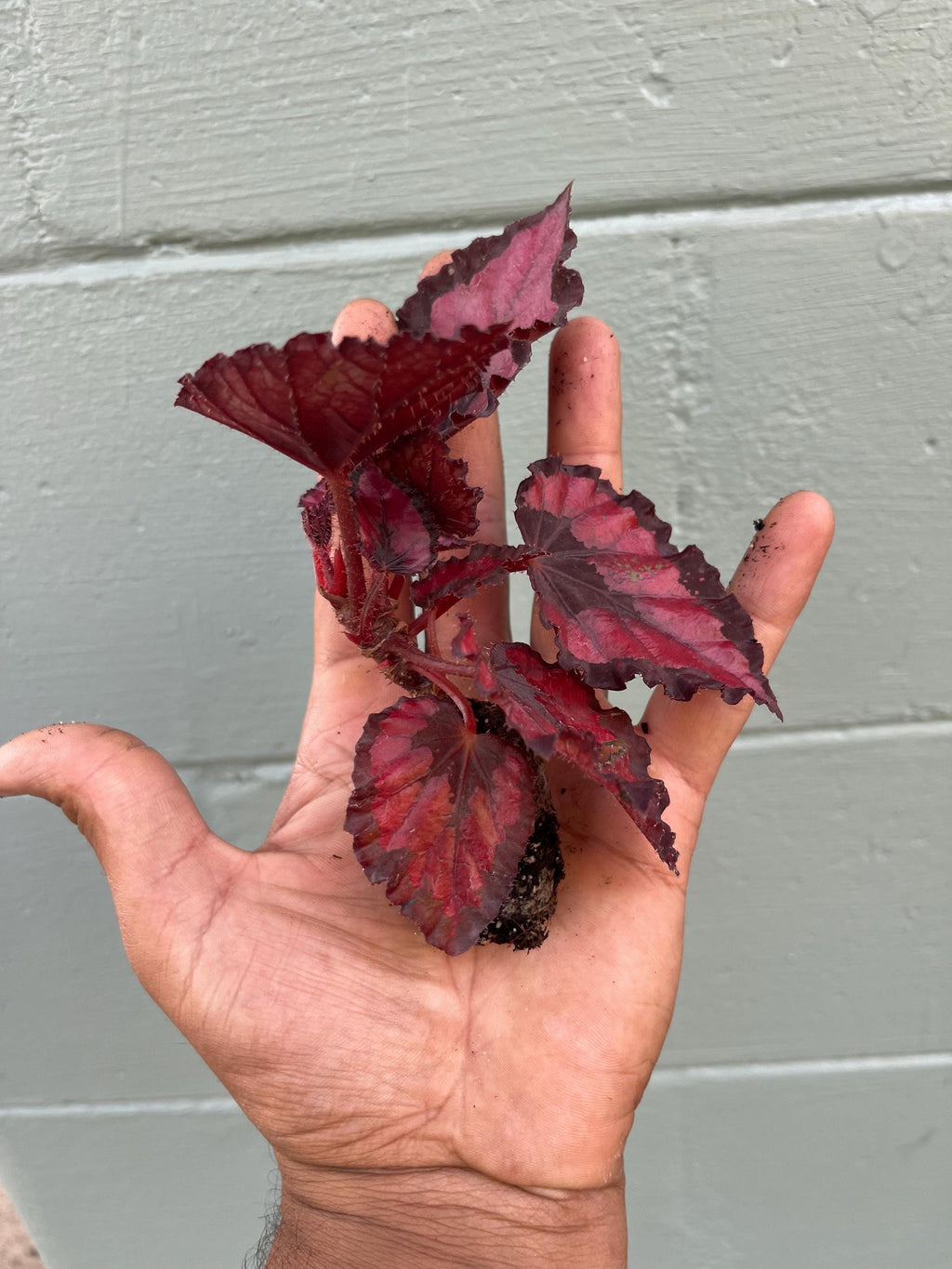Beautiful Begonia Harmony’s ‘Red Robin’, Perfect for Indoor Gardening or Plant Lover Gift