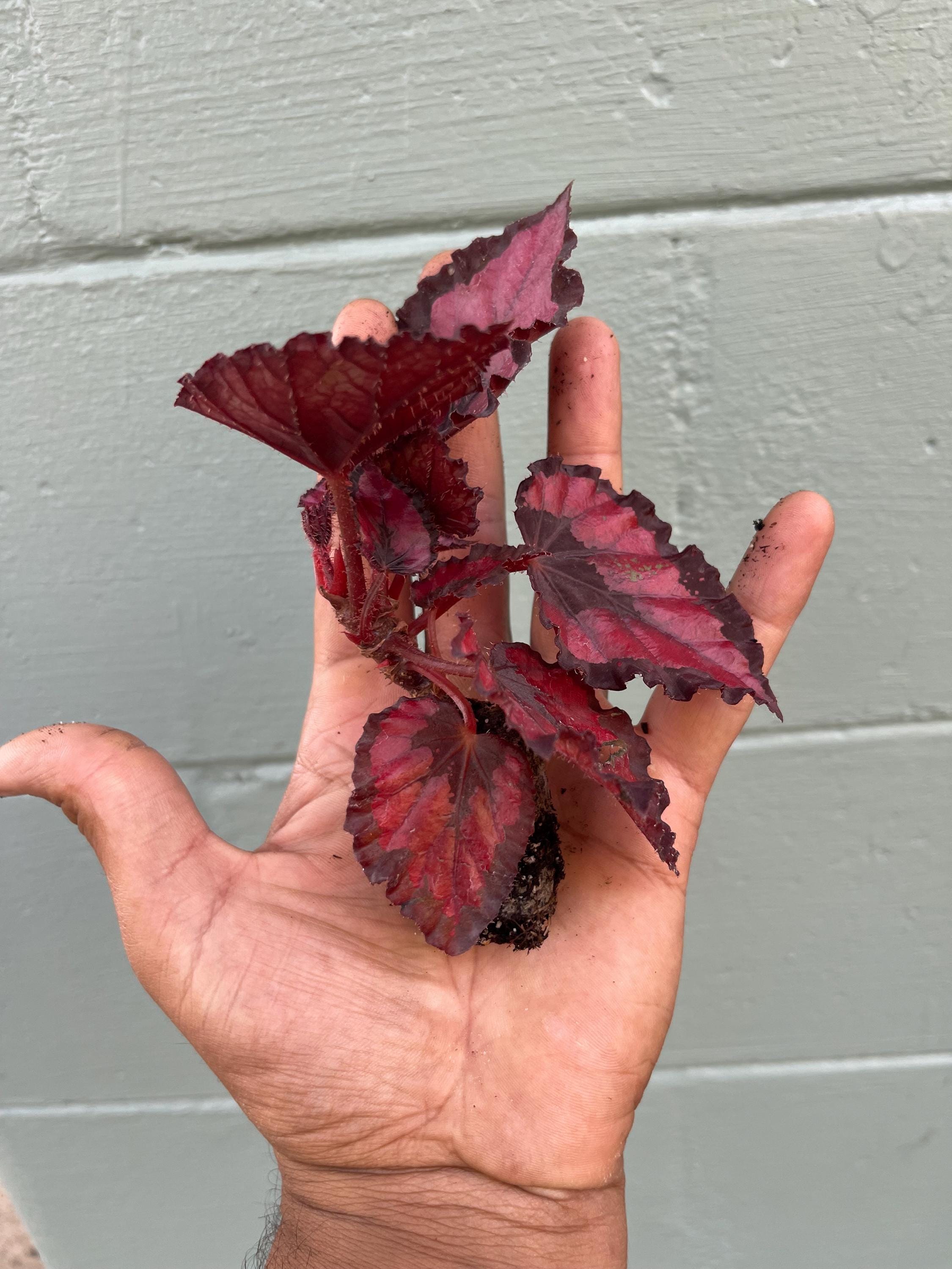 Beautiful Begonia Harmony’s ‘Red Robin’, Perfect for Indoor Gardening or Plant Lover Gift