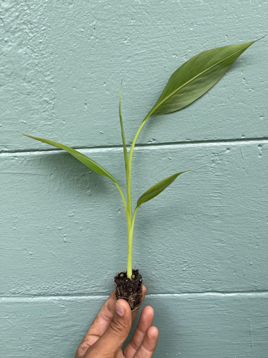 Musa Kokopo Banana Plant - Short Cycle Variety