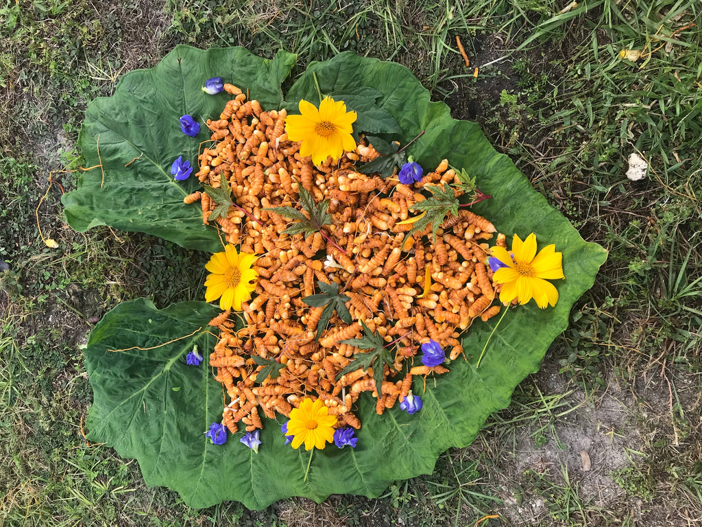 Rooted Turmeric Plants (Curcuma longa) – Culinary Herb Garden Starter