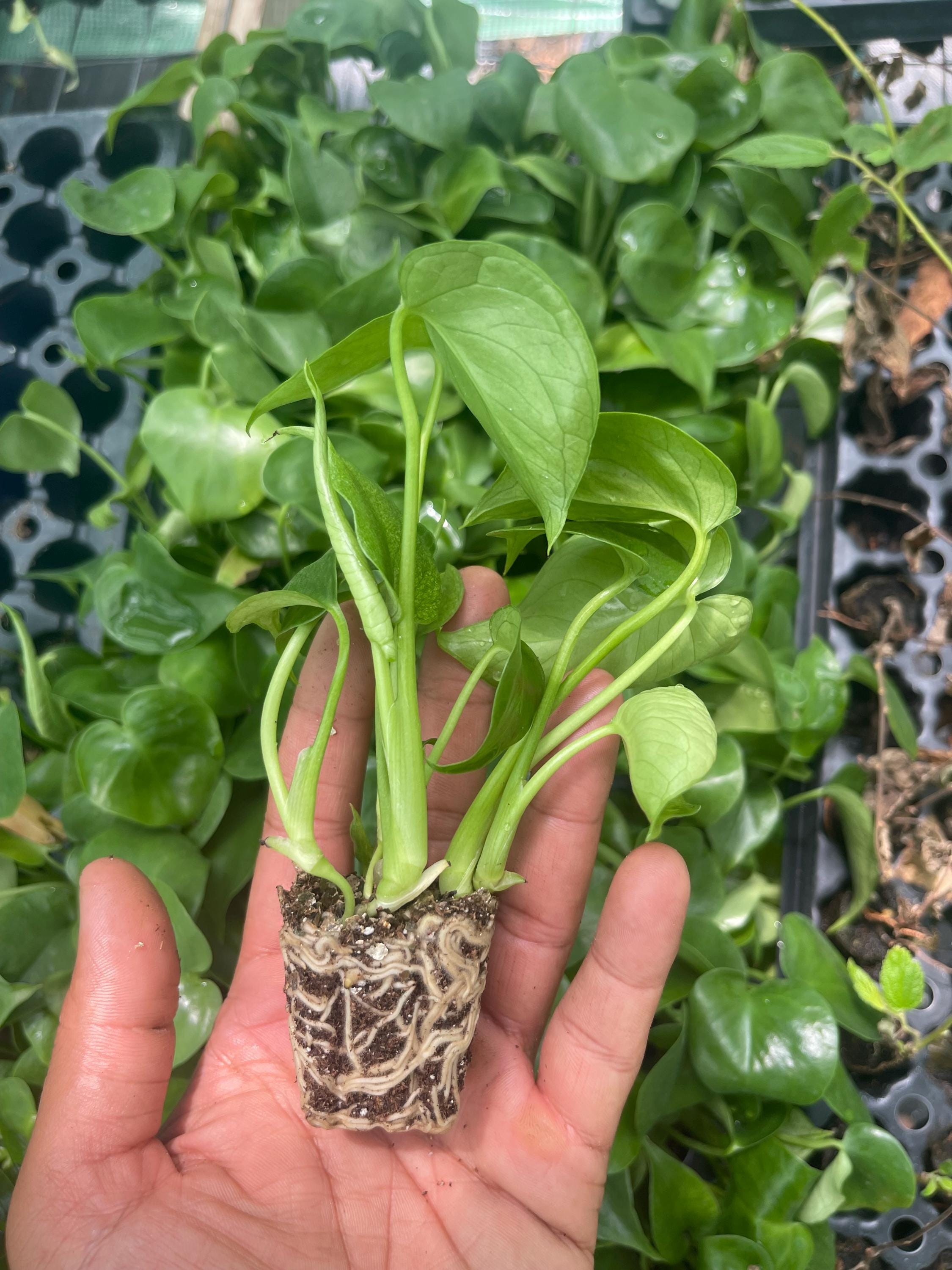 Monstera deliciosa – Swiss Cheese Plant – Tropical Houseplant – Live Rooted Plant – Edible Fruiting Aroid