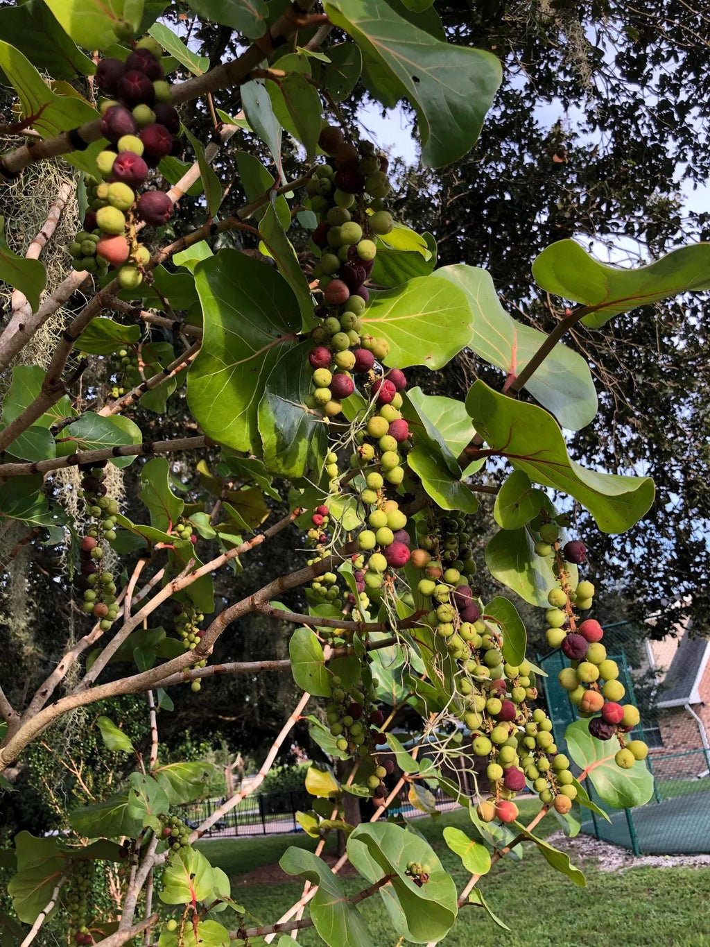 Coccoloba uvifera (Sea Grape) Tropical Coastal Fruit Tree | Edible & Ornamental