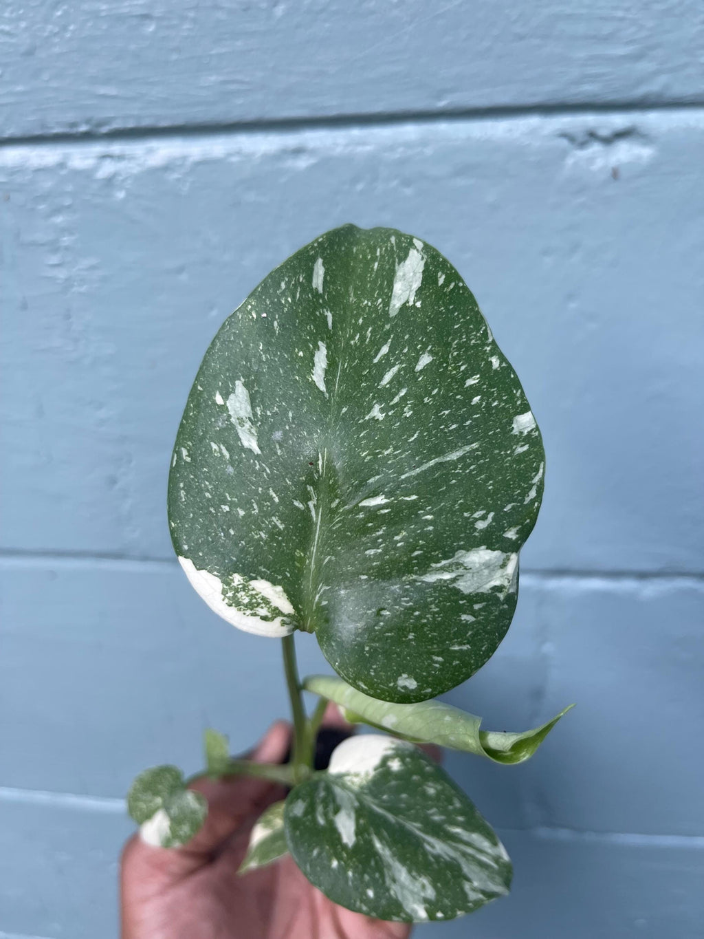 Monstera Thai Constellation Variegated Monstera Rare Aroid Live Indoor Tropical Plant Houseplant