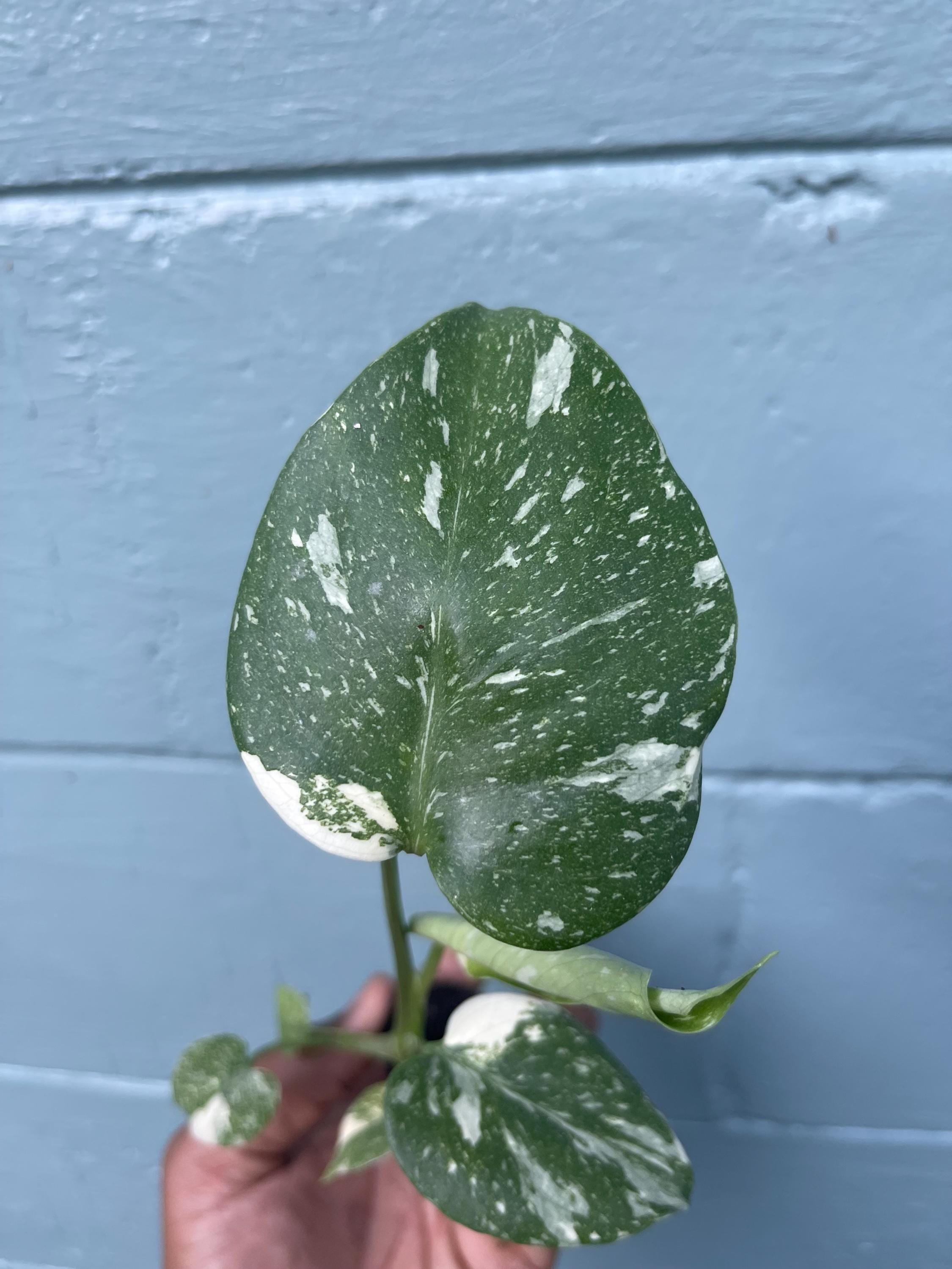 Monstera Thai Constellation Variegated Monstera Rare Aroid Live Indoor Tropical Plant Houseplant