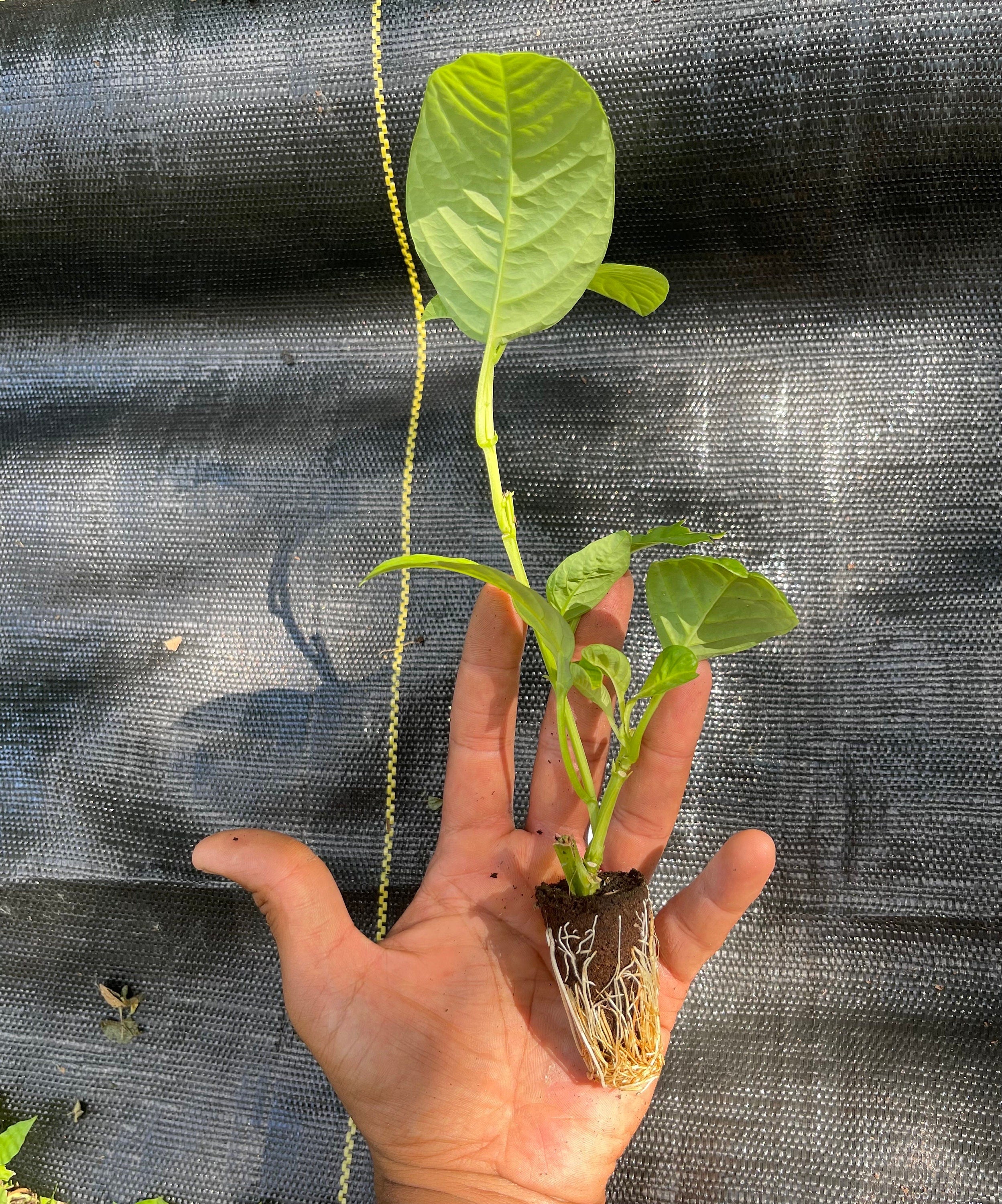 Passiflora quadrangularis (Giant Granadilla)