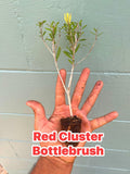 Red Bottlebrush tree