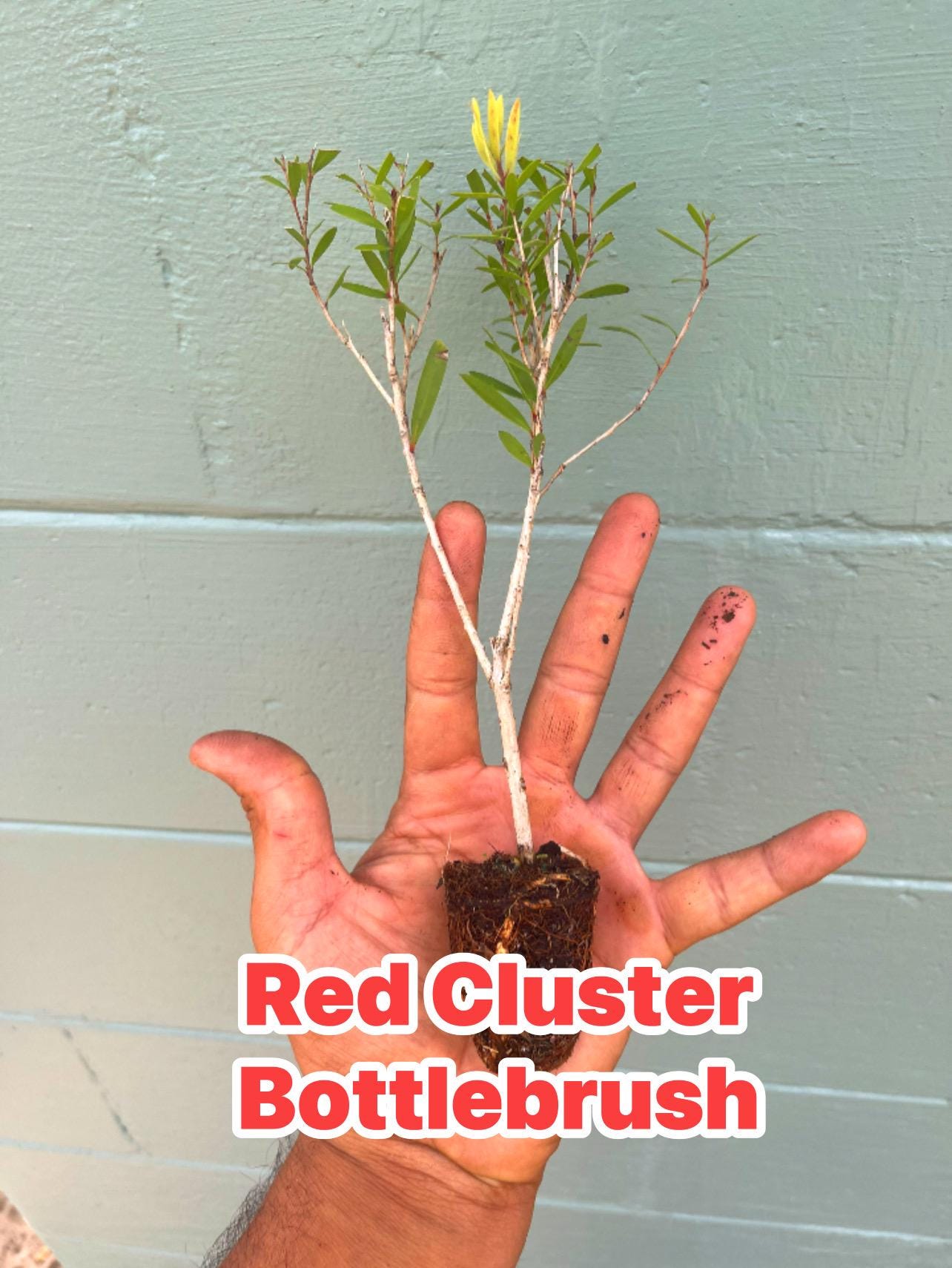 Red Bottlebrush tree