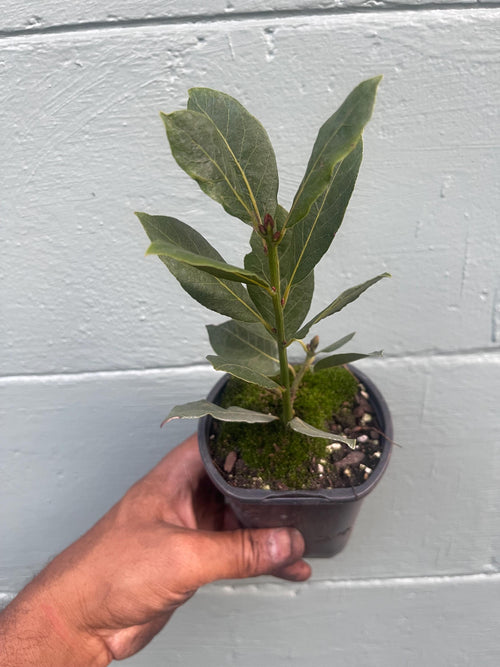 Bay Laurel Plant, Laurus Nobilis, Sweet Bay Tree, Edible Leaves