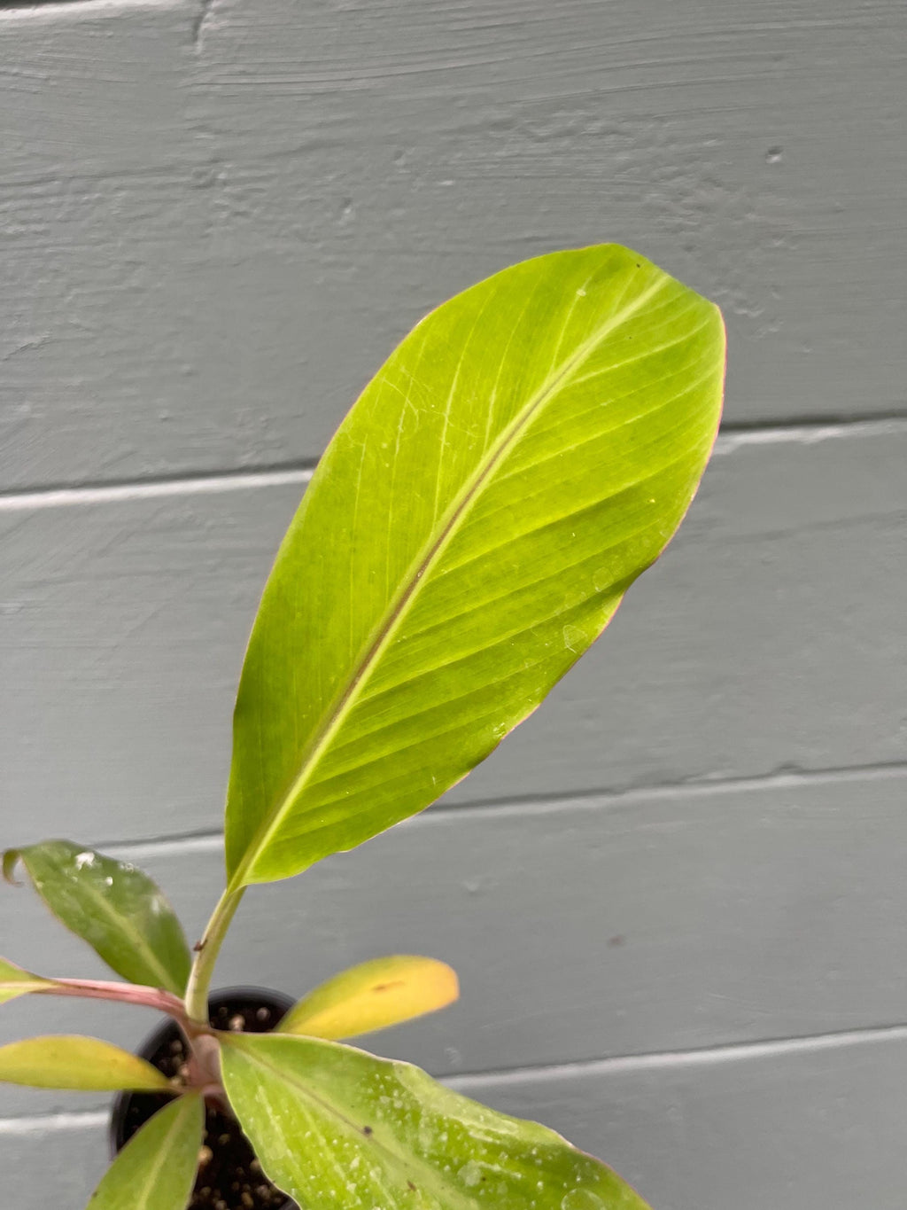 Dwarf Namwah Banana Plant (Musa ‘Dwarf Namwa’ / Pisang Awak)