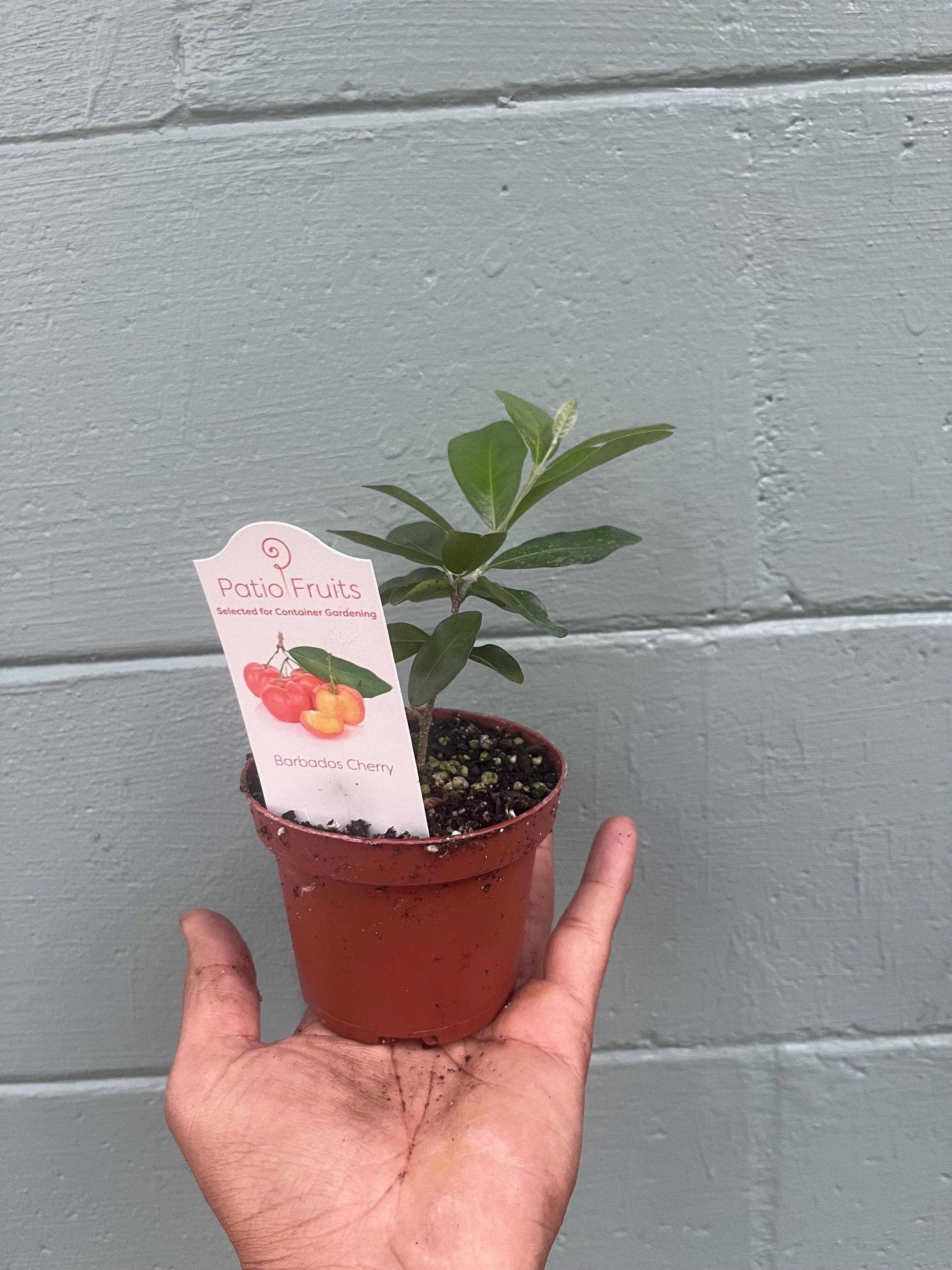 Acerola Cherry Plant: High Vitamin C, Tropical Fruit Tree