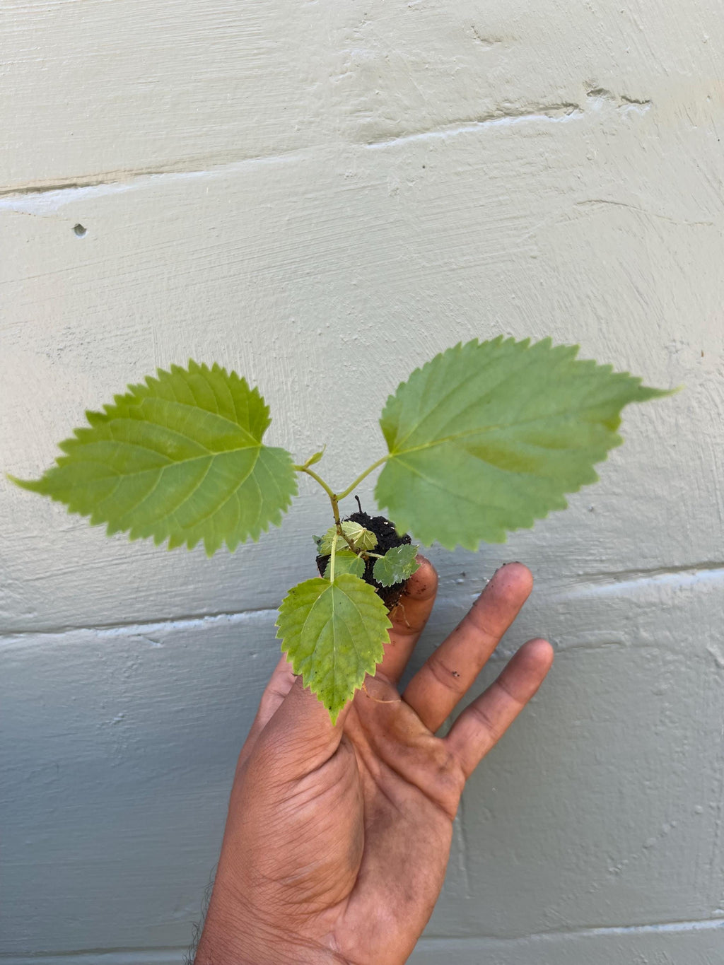 Pakistan Mulberry tree