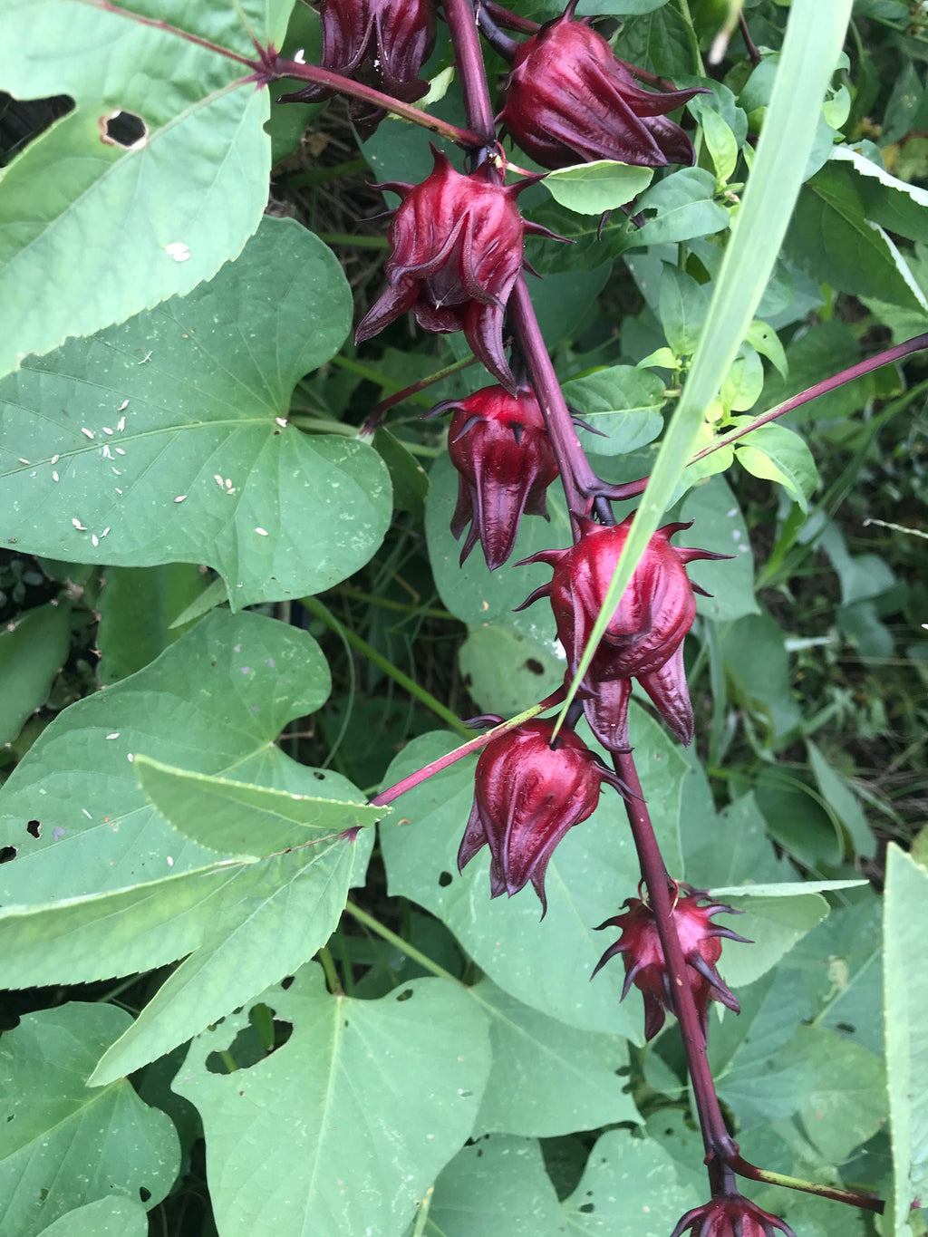 Roselle/sorrel (Hibiscus sabdariffa) plants