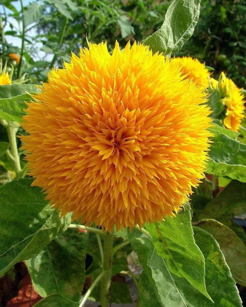 Dwarf Teddybear Sunflower seeds