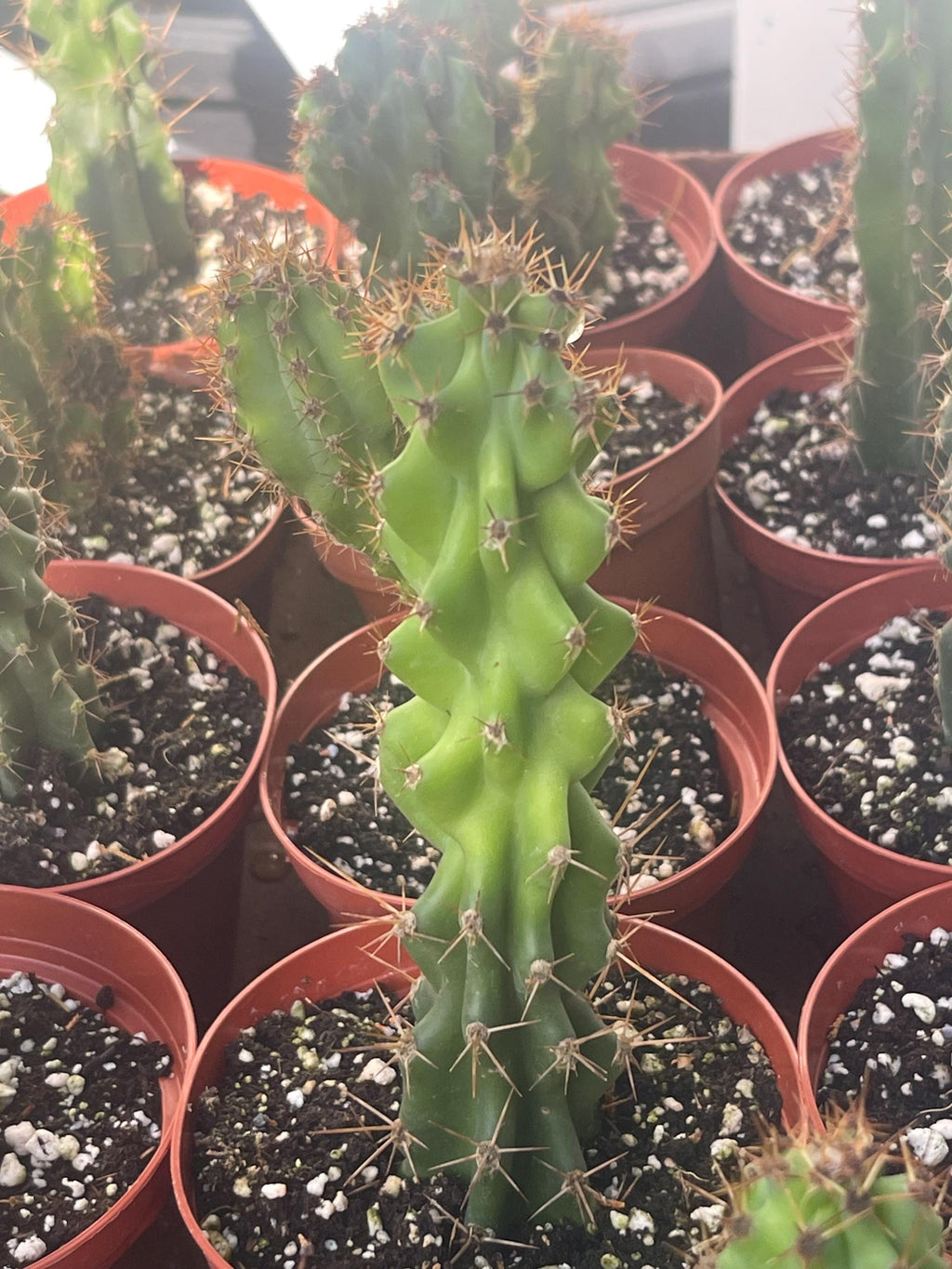 Crested Peruvian Apple Cactus – Rare Cereus Plant, Sculptural, Drought Tolerant