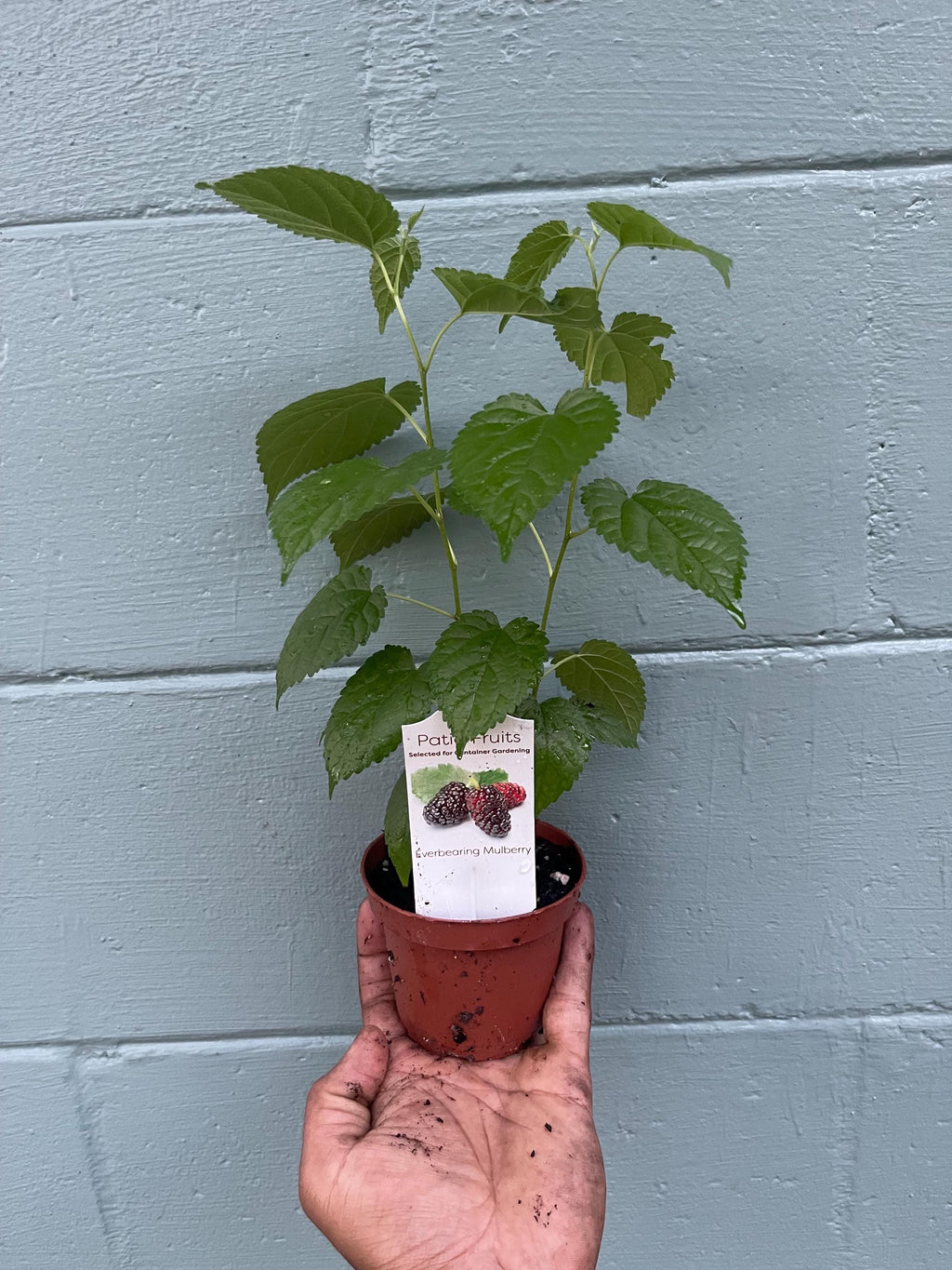 Dwarf everbearing Mulberry plants