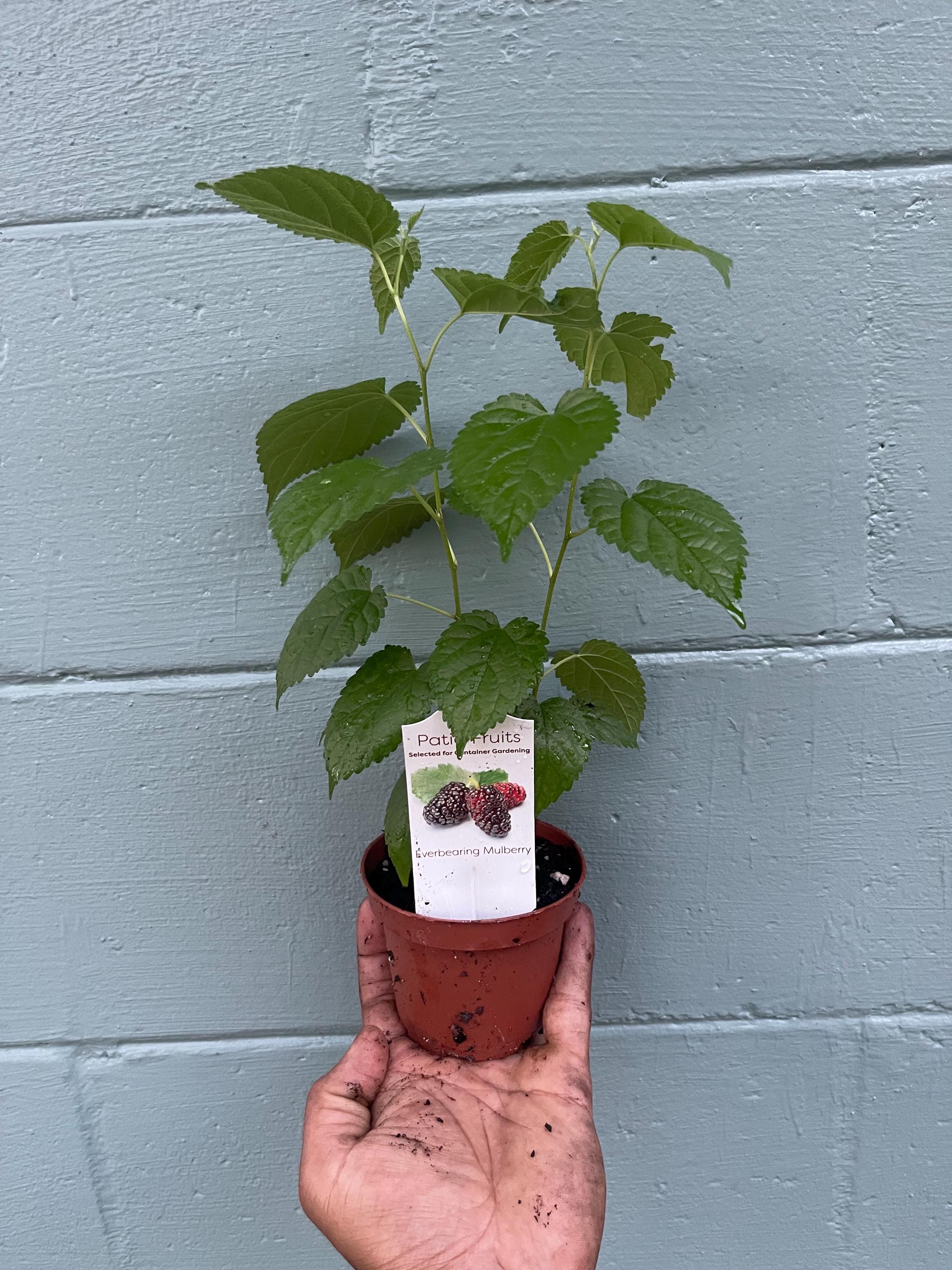 Dwarf everbearing Mulberry plants