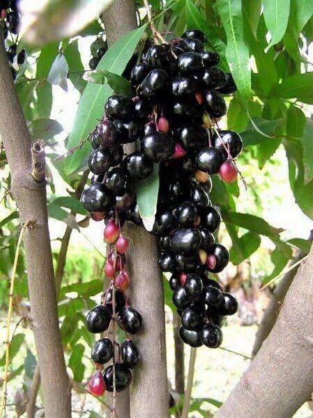 Java plum live plant (Jamun plant)