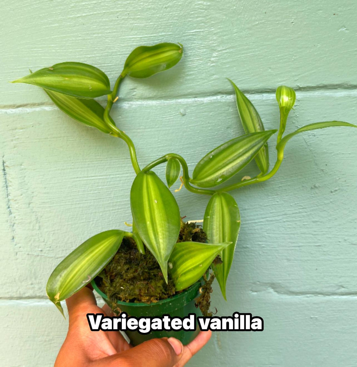 Live Vanilla Bean Orchid Plant: Fragrant Tropical Vanilla Planifolia