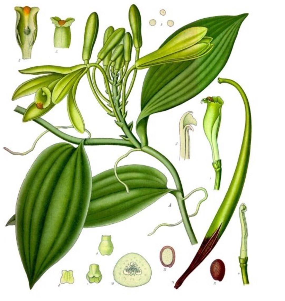 Live Vanilla Bean Orchid Plant: Fragrant Tropical Vanilla Planifolia