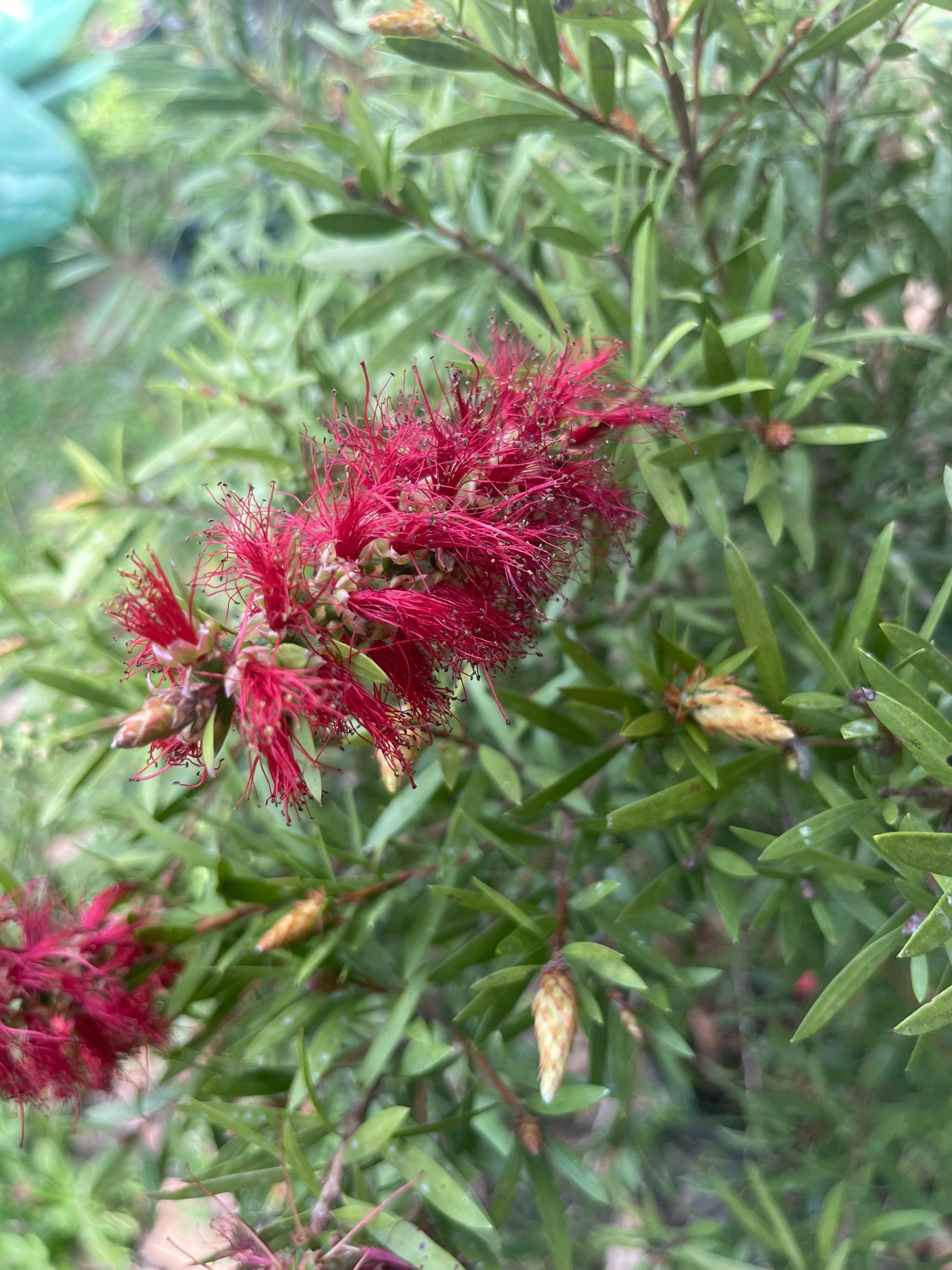 Red Bottlebrush tree