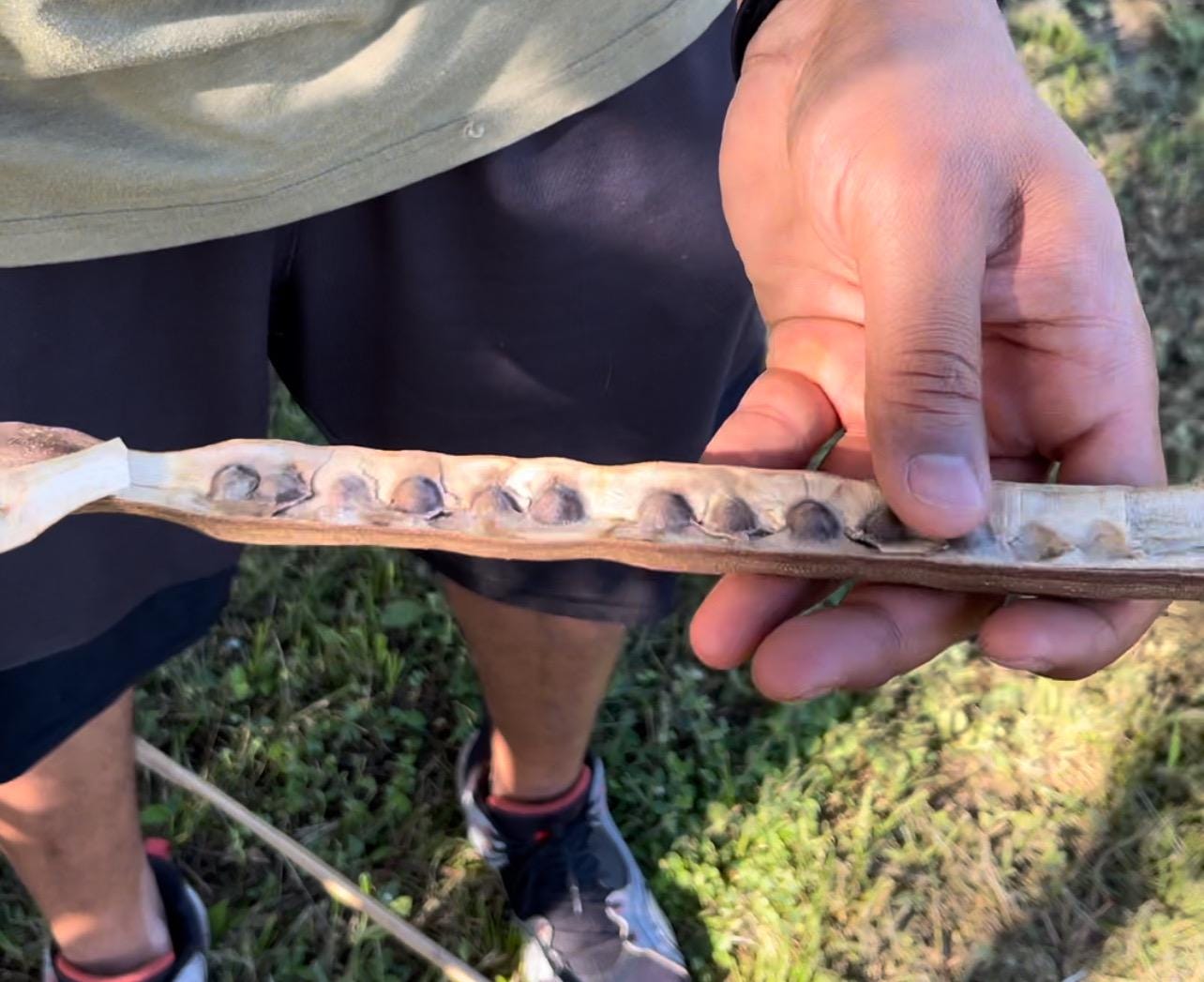 Moringa Oleifera Seeds