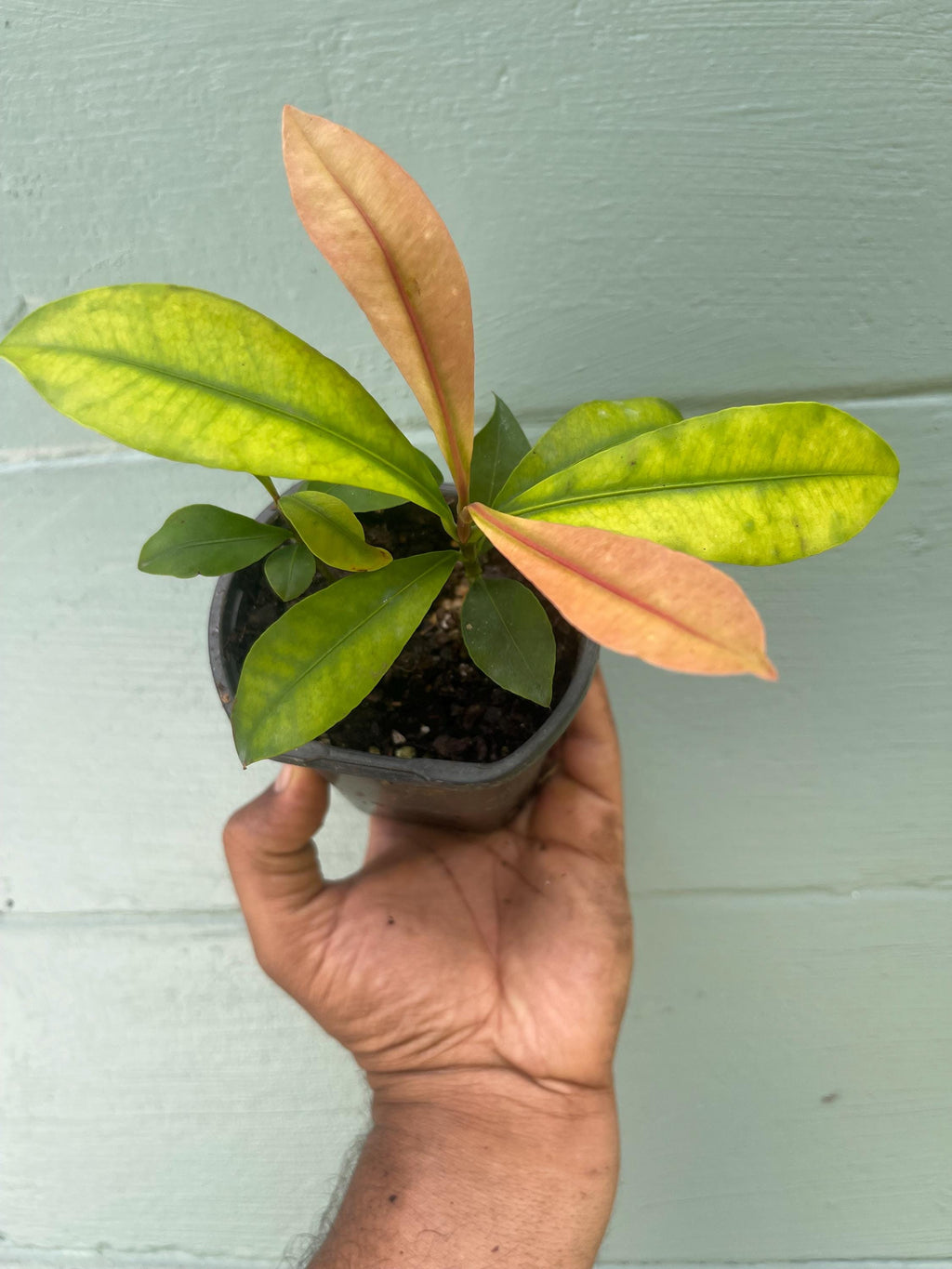 Garcinia Intermedia Live Plant | Lemon Drop Mangosteen Tropical Fruit Tree