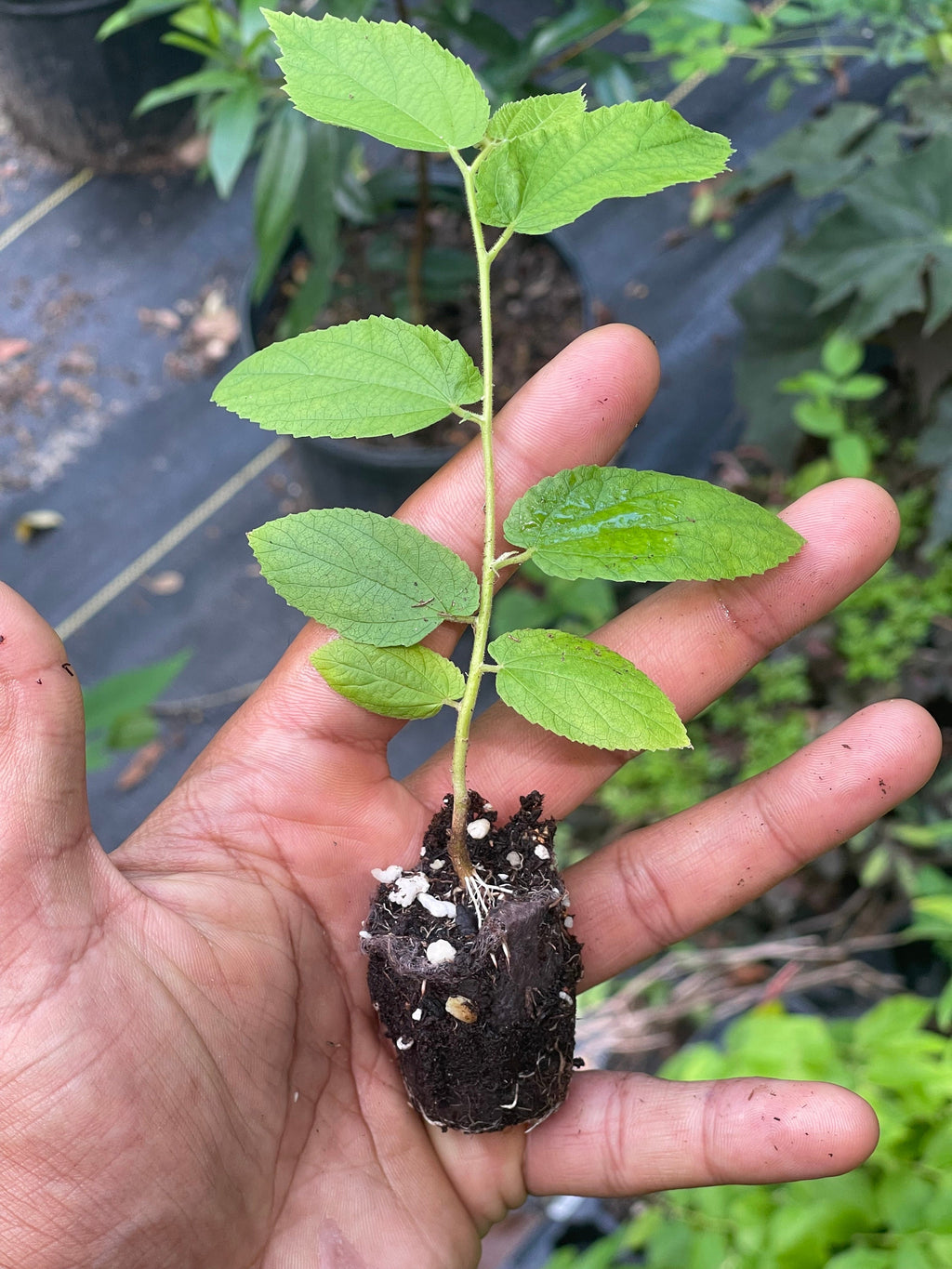 Strawberry Tree (Muntingia calabura) | Rare Edible Tropical Fruit Plant for Home Garden & Outdoor Delight