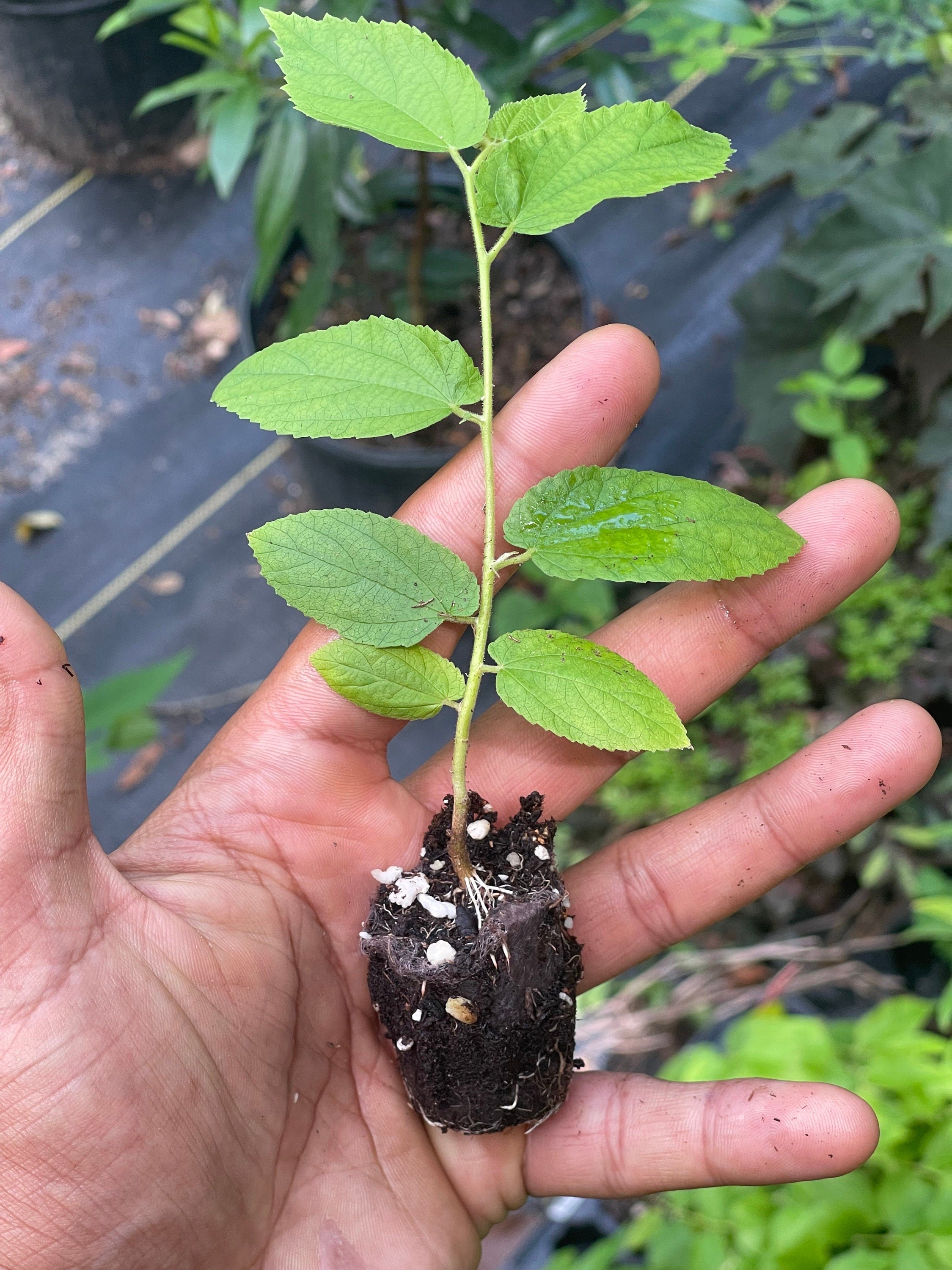 Strawberry Tree (Muntingia calabura) | Rare Edible Tropical Fruit Plant for Home Garden & Outdoor Delight