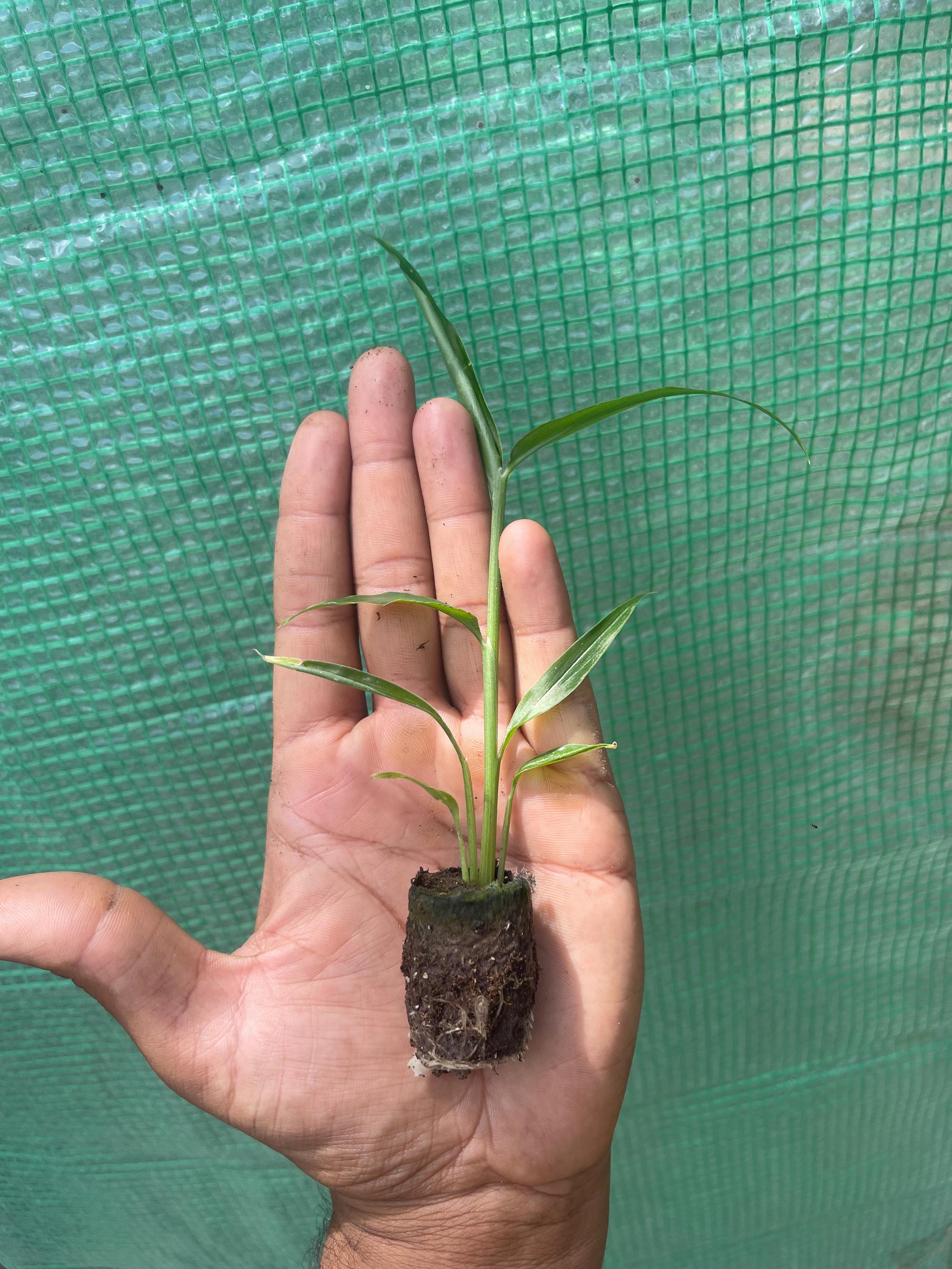 Edible Ginger Plant Plugs – Culinary Zingiber officinale Starter Rhizome