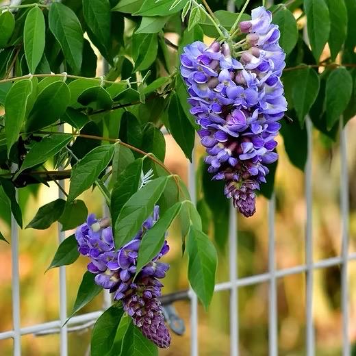 Amethyst Falls Wisteria Vine Live Plant | Native American Wisteria