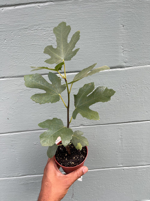 Brown Turkey Fig Tree – Live Plant – Sweet Fruit Tree for Home Gardens