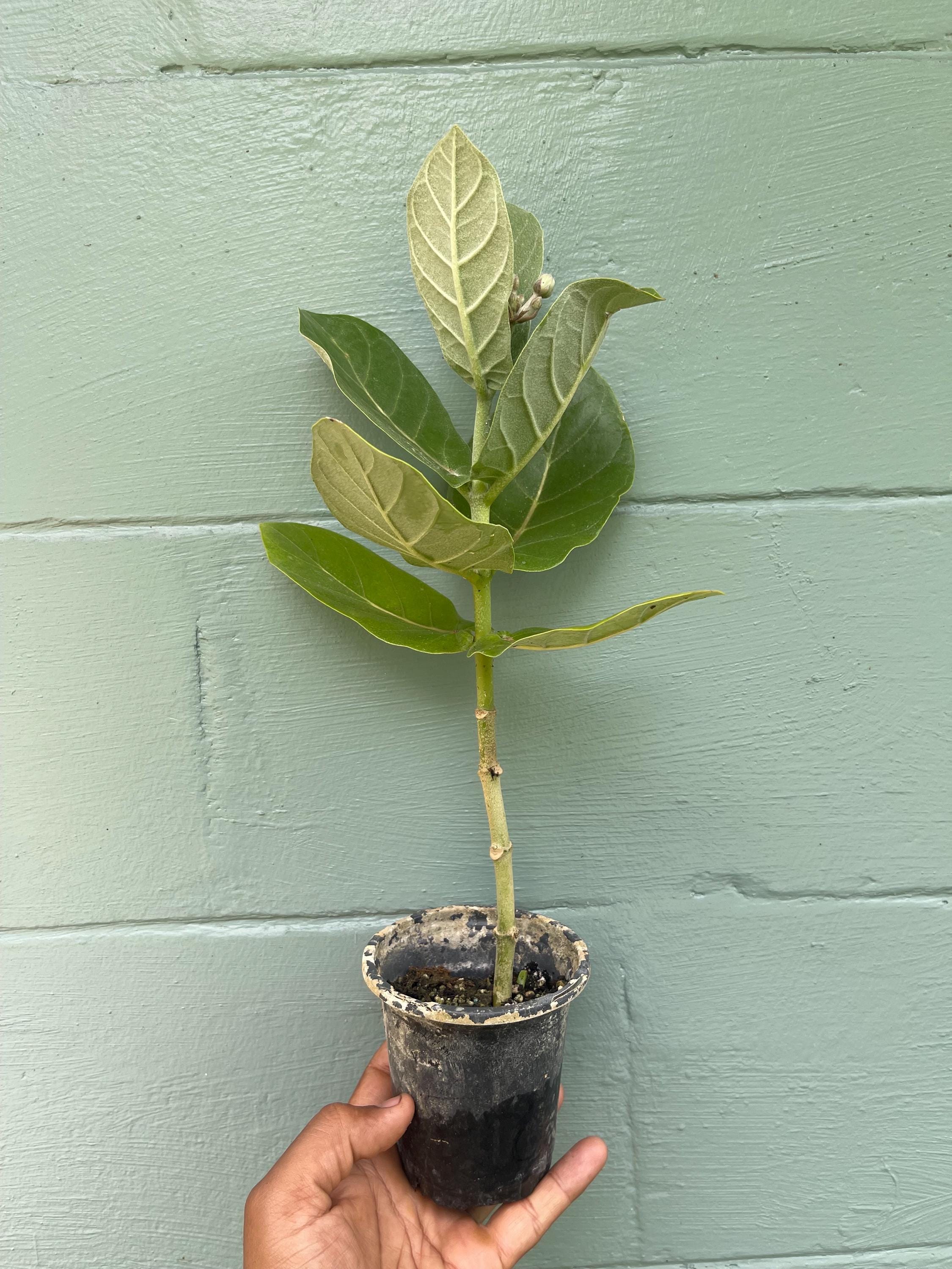 Giant milkweed (Calotropis gigantea) – Rare Tropical Flowering Plant – 4” Pot