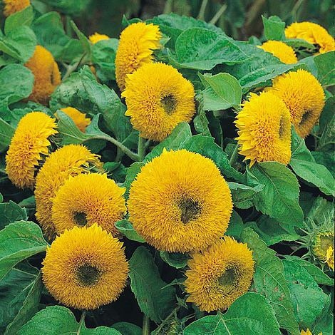Dwarf Teddy Bear Sunflower Seeds: Easy Grow, Container Garden