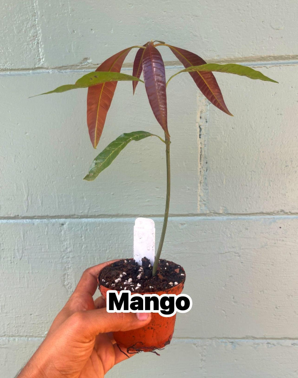 Live Mango Seedling – Unknown Variety | Tropical Fruit Tree | Starter Plant