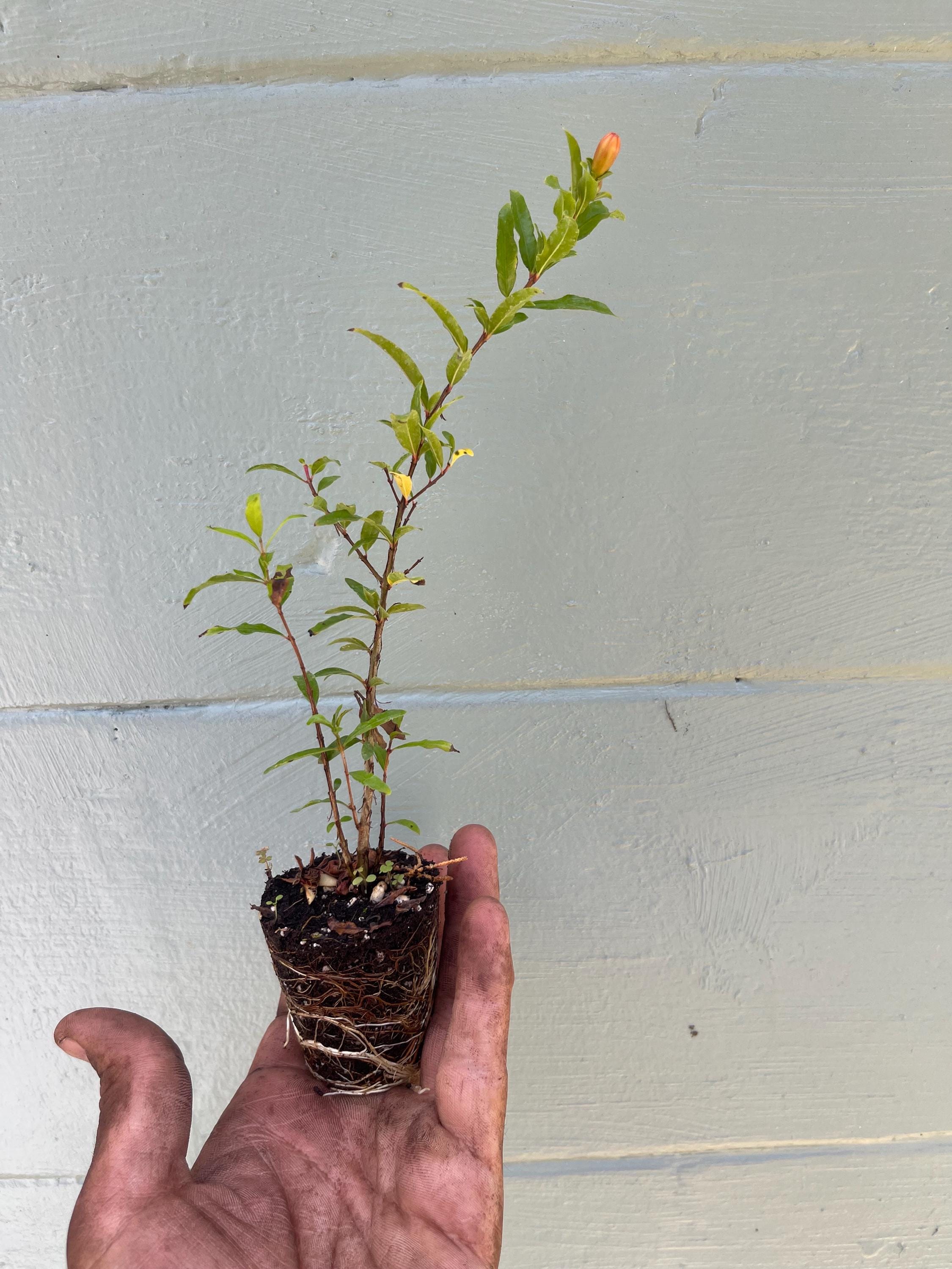 Dwarf Pomegranate ‘Nana’ – Miniature Fruiting Shrub – Live Plant – Ornamental Edible Fruit – Container Friendly