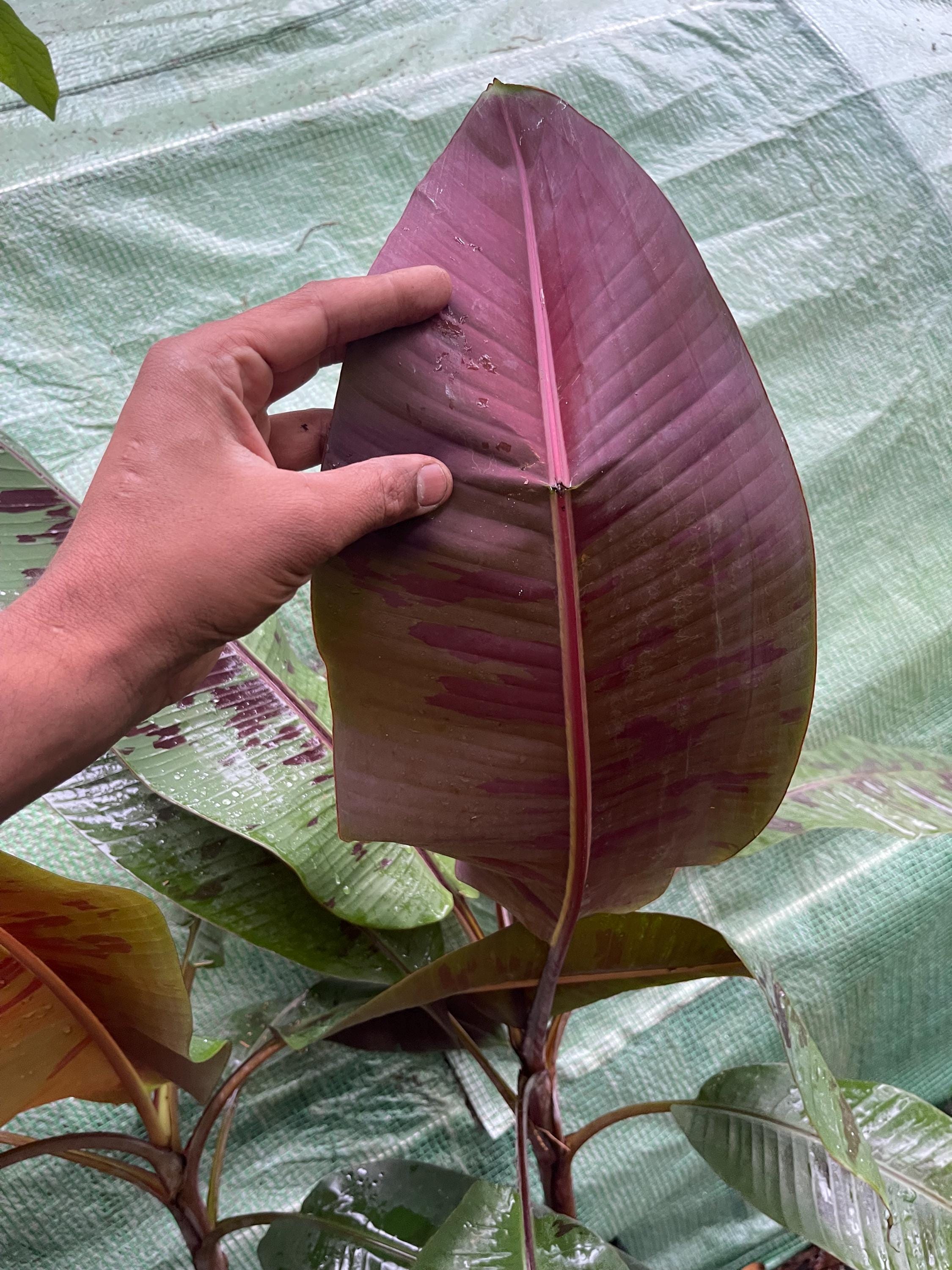 Musa ‘Sumatrana X’ – Rare Red-Leaf Hybrid Banana