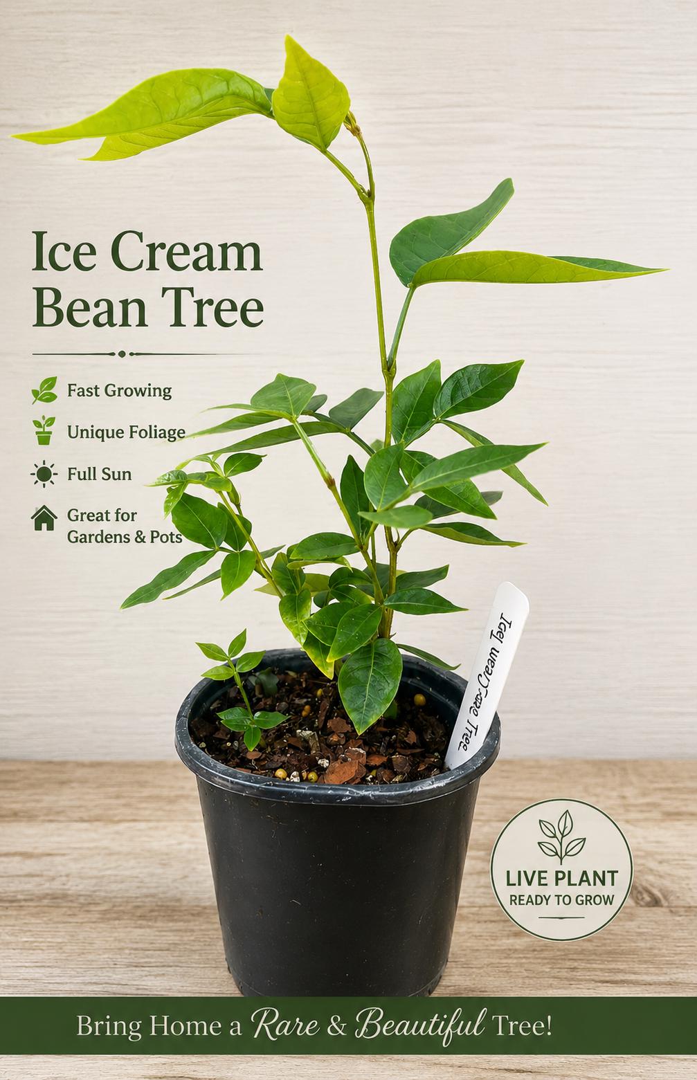 Ice Cream Bean Tree – Fast Growing Tropical Fruit Plant, Vanilla Pods