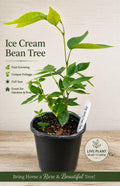 Ice Cream Bean Tree – Fast Growing Tropical Fruit Plant, Vanilla Pods