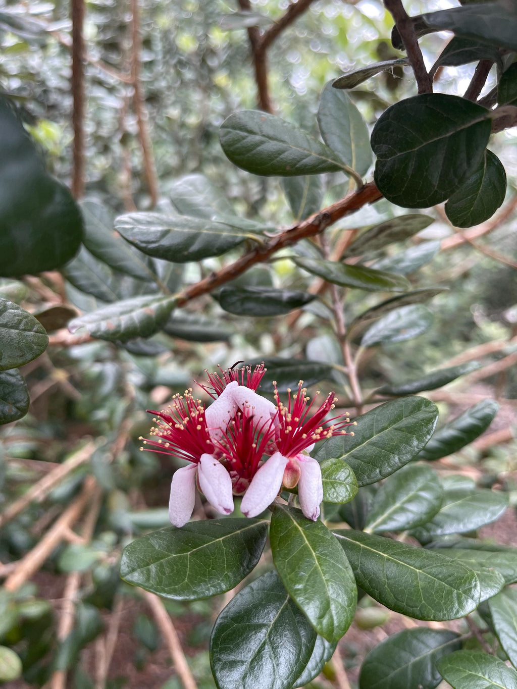 Pineapple Guava Live Plants – Acca Sellowiana Fruit Shrub, Evergreen, Edible & Ornamental Garden Bush