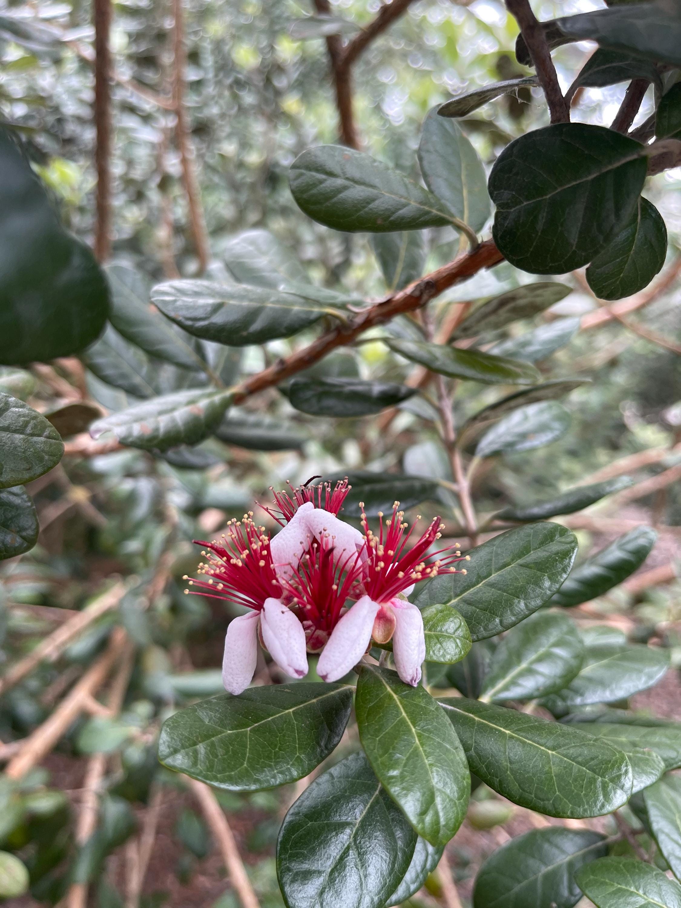 Pineapple Guava Live Plants – Acca Sellowiana Fruit Shrub, Evergreen, Edible & Ornamental Garden Bush