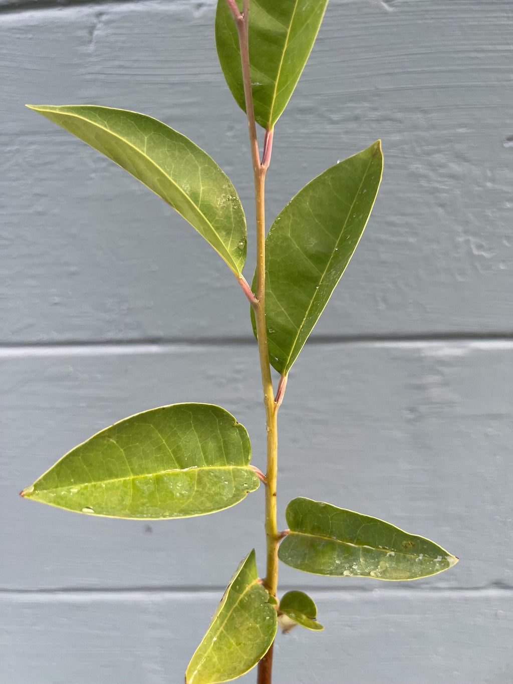 Pond Apple Tree (Annona glabra) – Native Wetland Fruit Live Plant