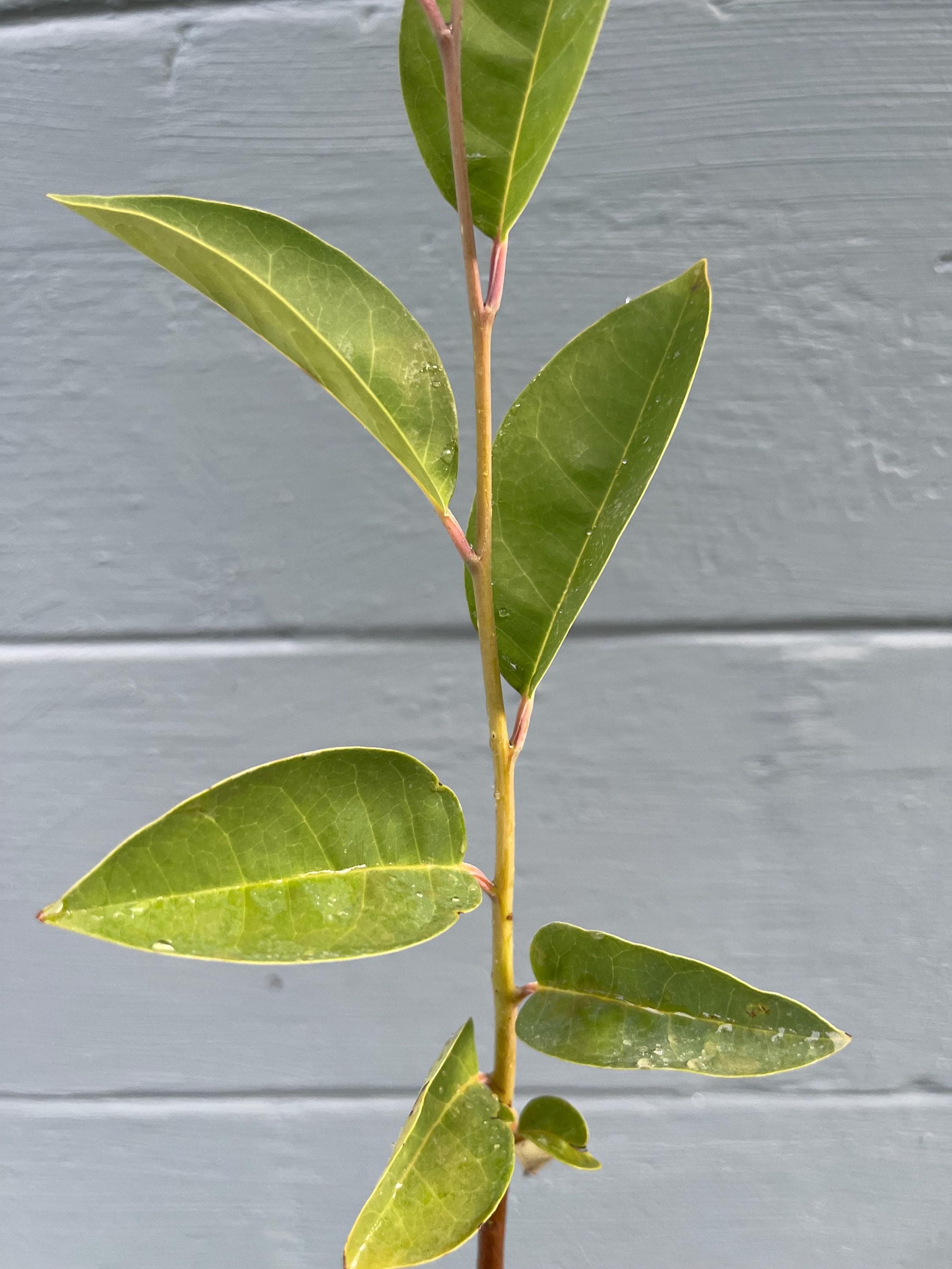 Pond Apple Tree (Annona glabra) – Native Wetland Fruit Live Plant
