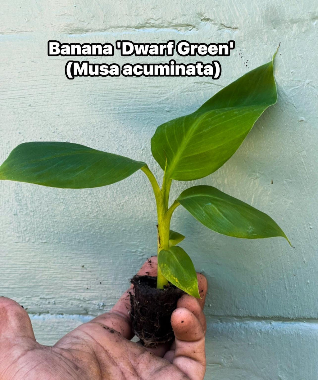Dwarf Green Banana Plant Live | Musa ‘Dwarf Green’ | Compact Banana Tree | Produces Full-Size Bananas