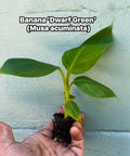 Dwarf Green Banana Plant Live | Musa ‘Dwarf Green’ | Compact Banana Tree | Produces Full-Size Bananas